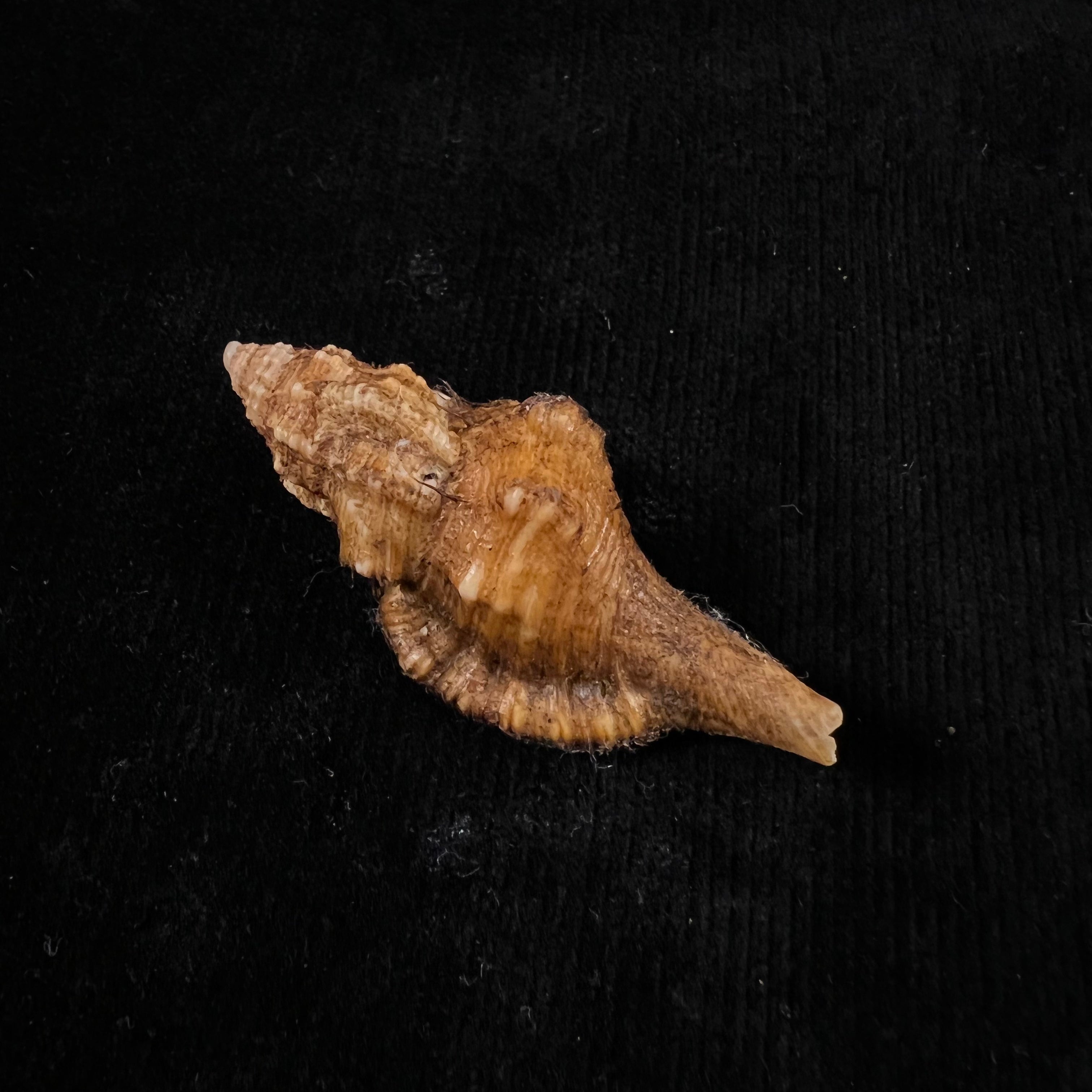 Cymatium (gutturnium) amictoideum Keen, 1971 - 55,2mm