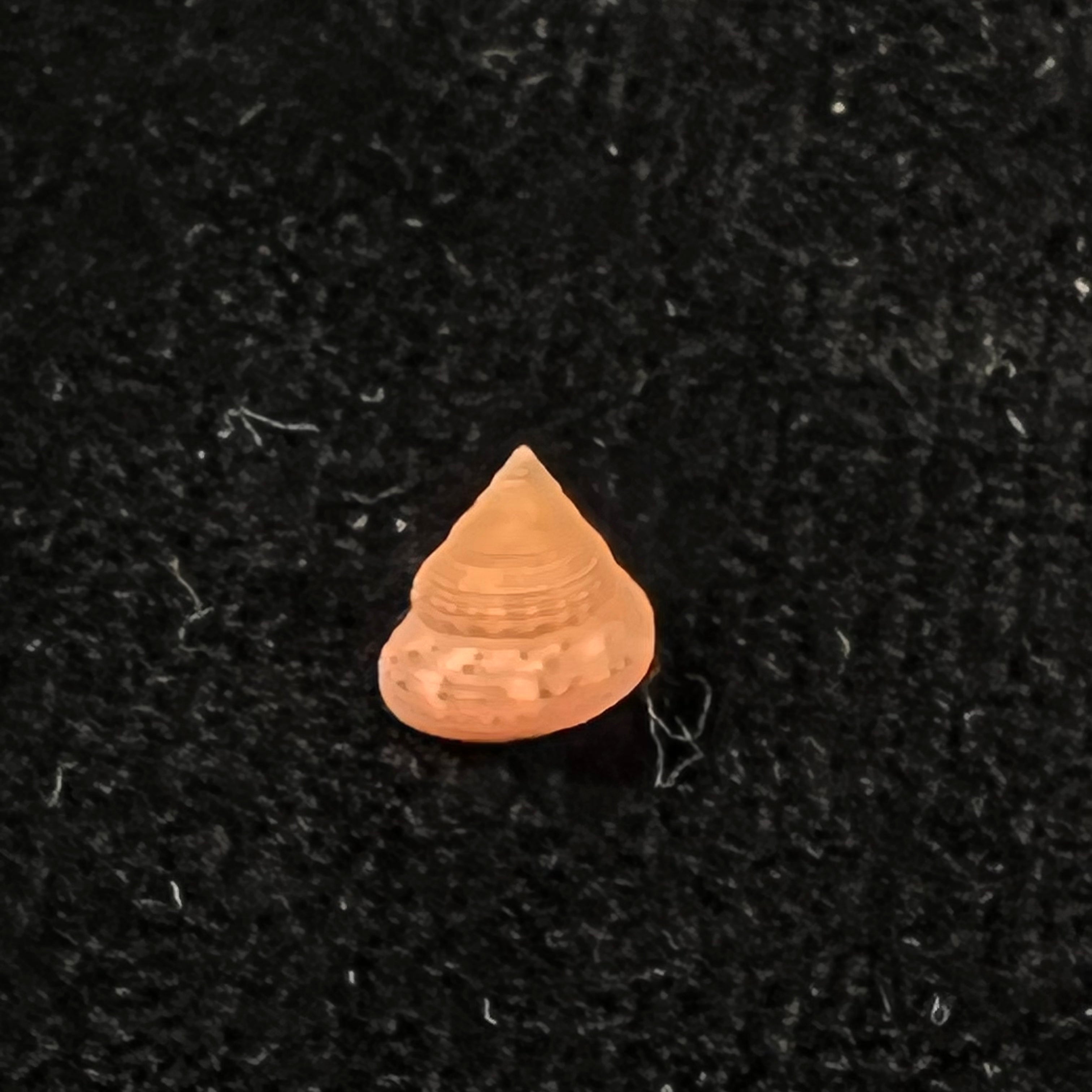 Calliostomasculptureum Dall,1927年 - 7,9mm