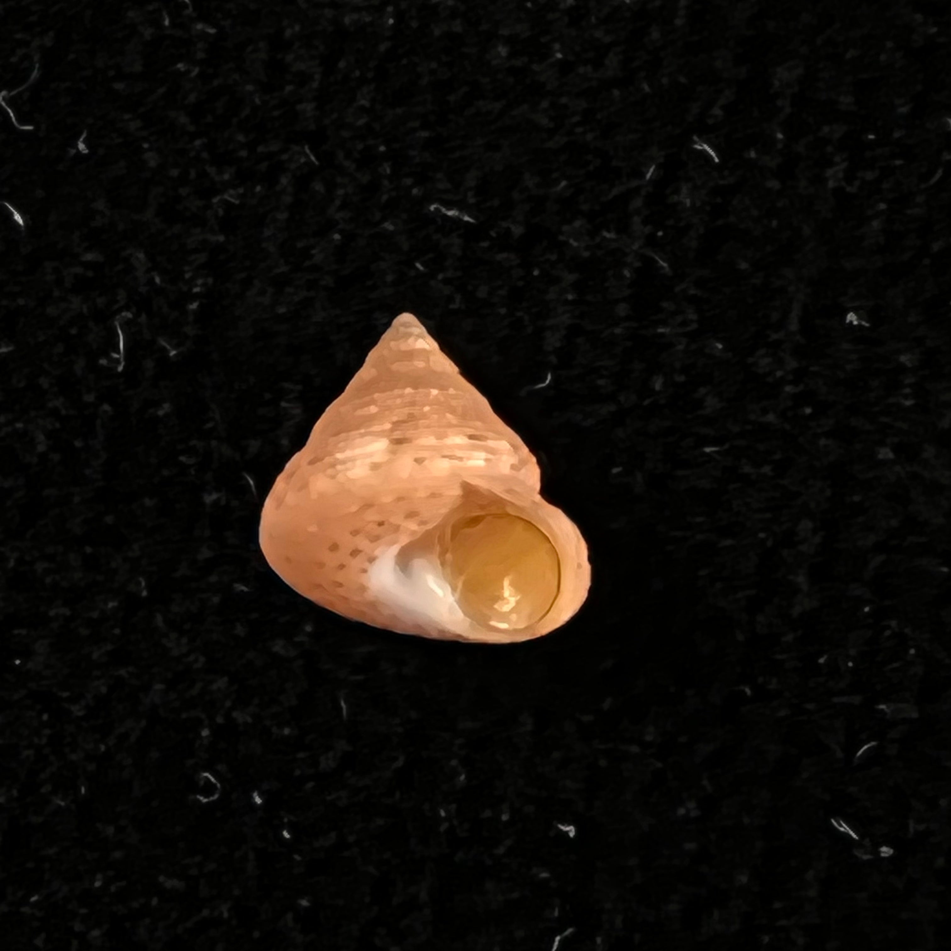 Calliostomasculptureum Dall,1927年 - 7,9mm