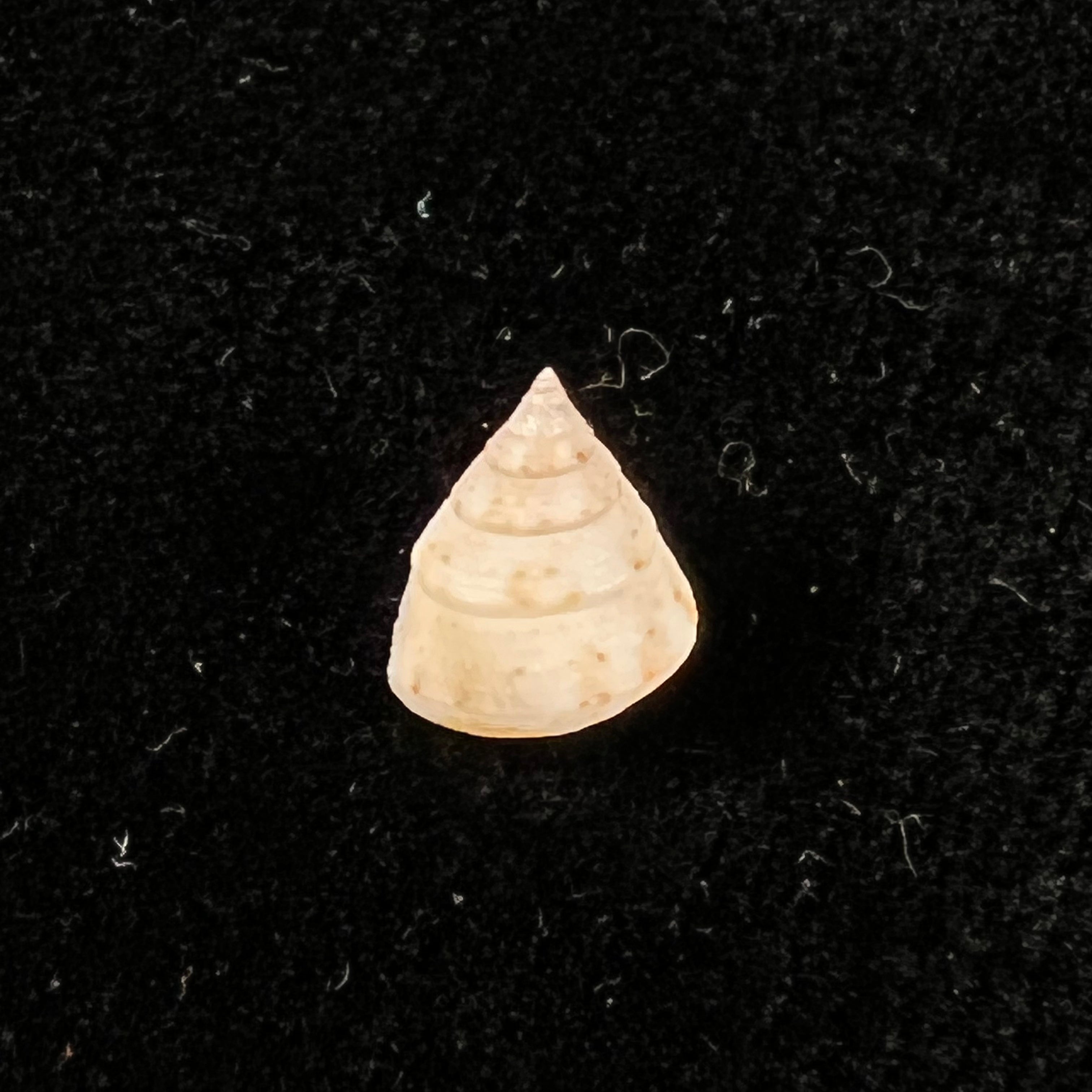 Calliostoma pulchrum (CB Adams, 1850) - 9,8mm