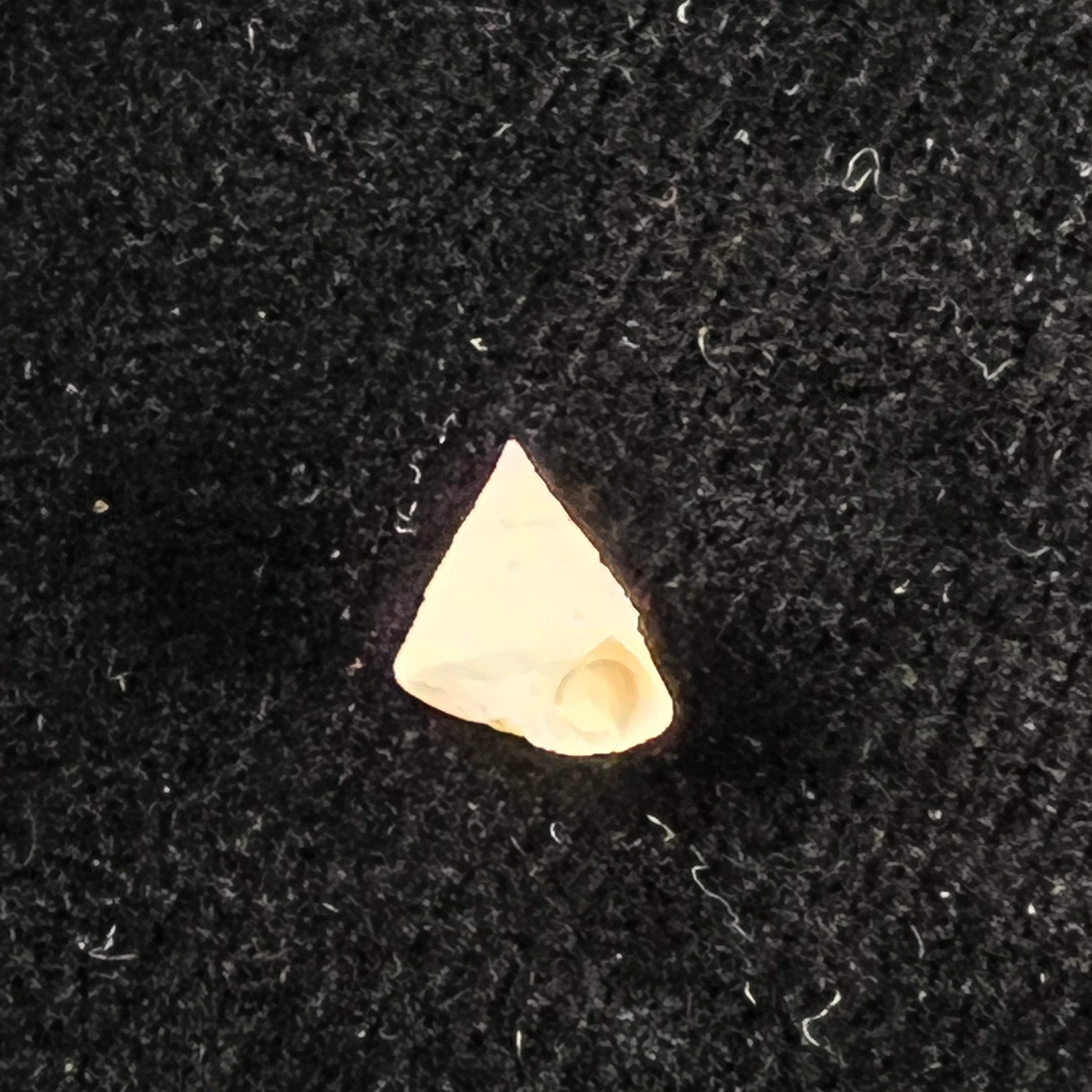 Calliostoma pulchrum (CB Adams, 1850) - 9,8mm