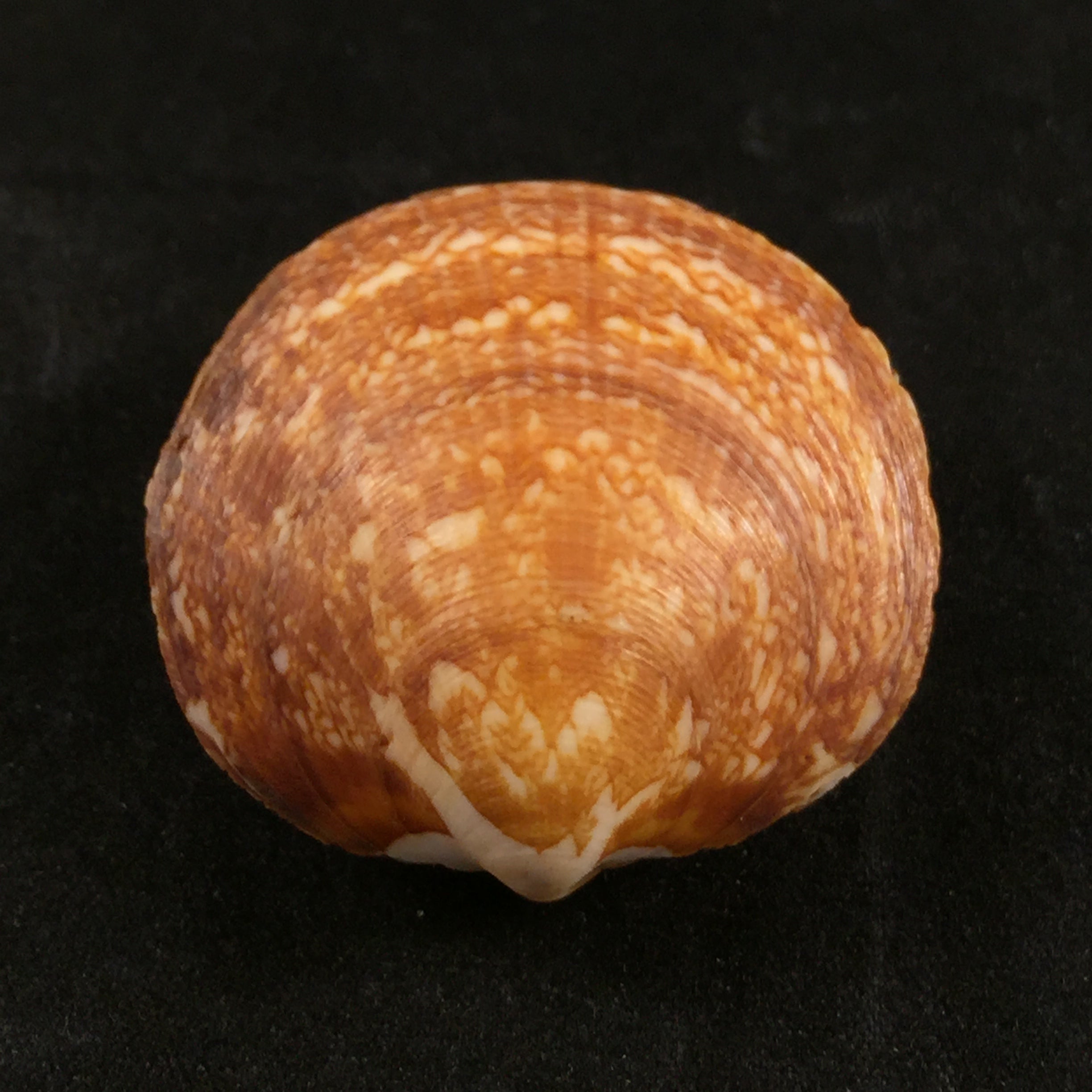 Glycymeris formosa tumida (Dautzenberg, 1906) - 34,8mm