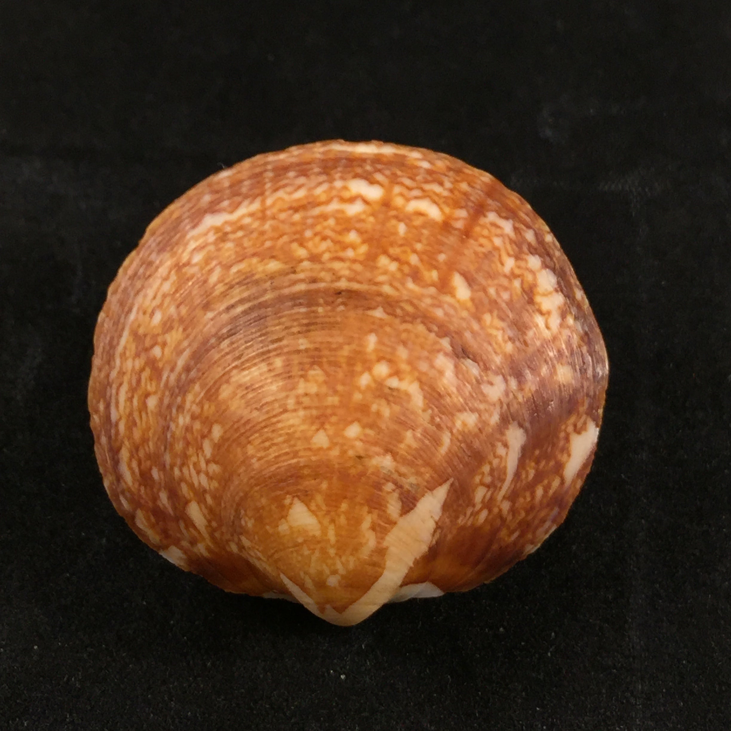 Glycymeris formosa tumida (Dautzenberg, 1906) - 34,8mm