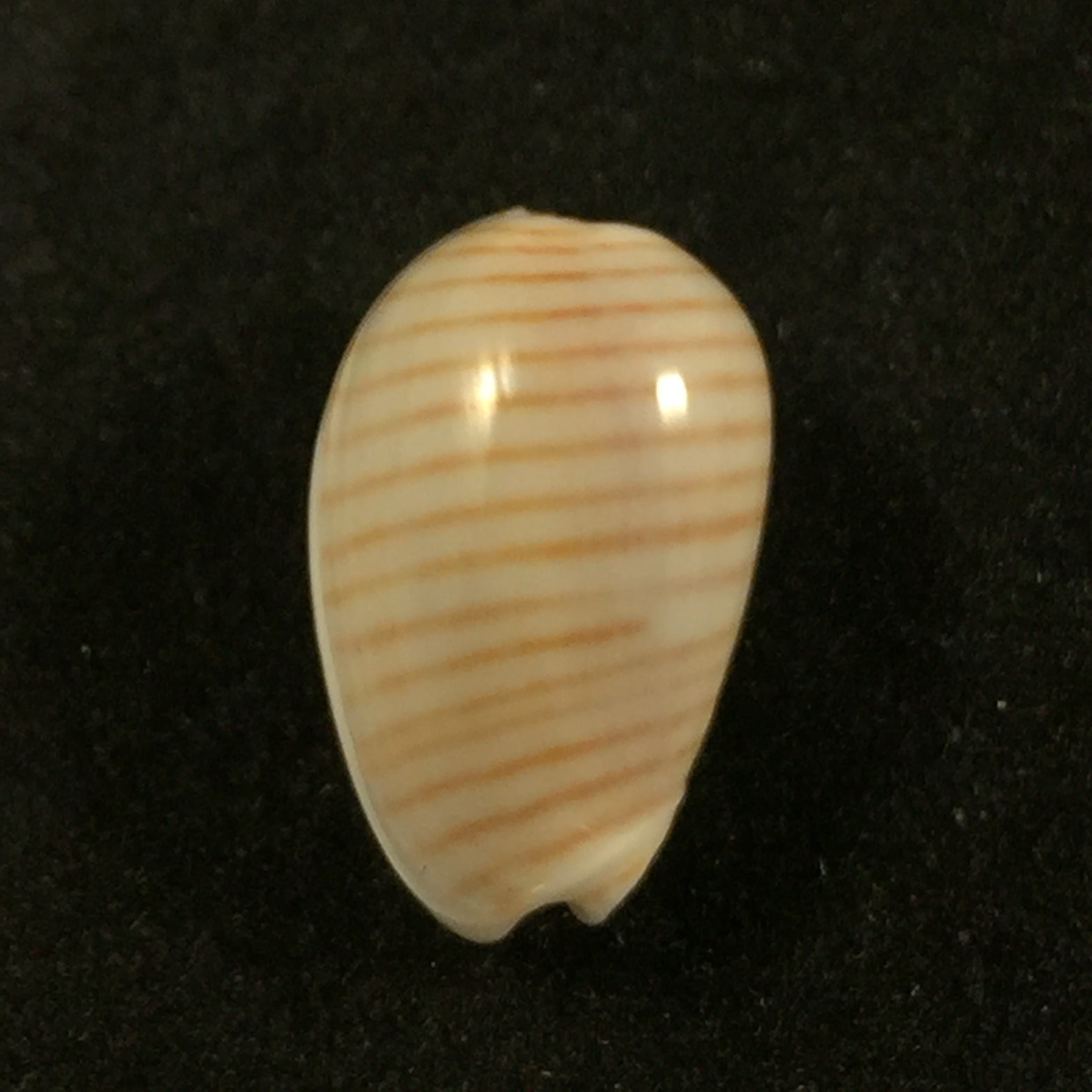 Persicula cingulata (Dillwyn, 1817) - 16,8mm