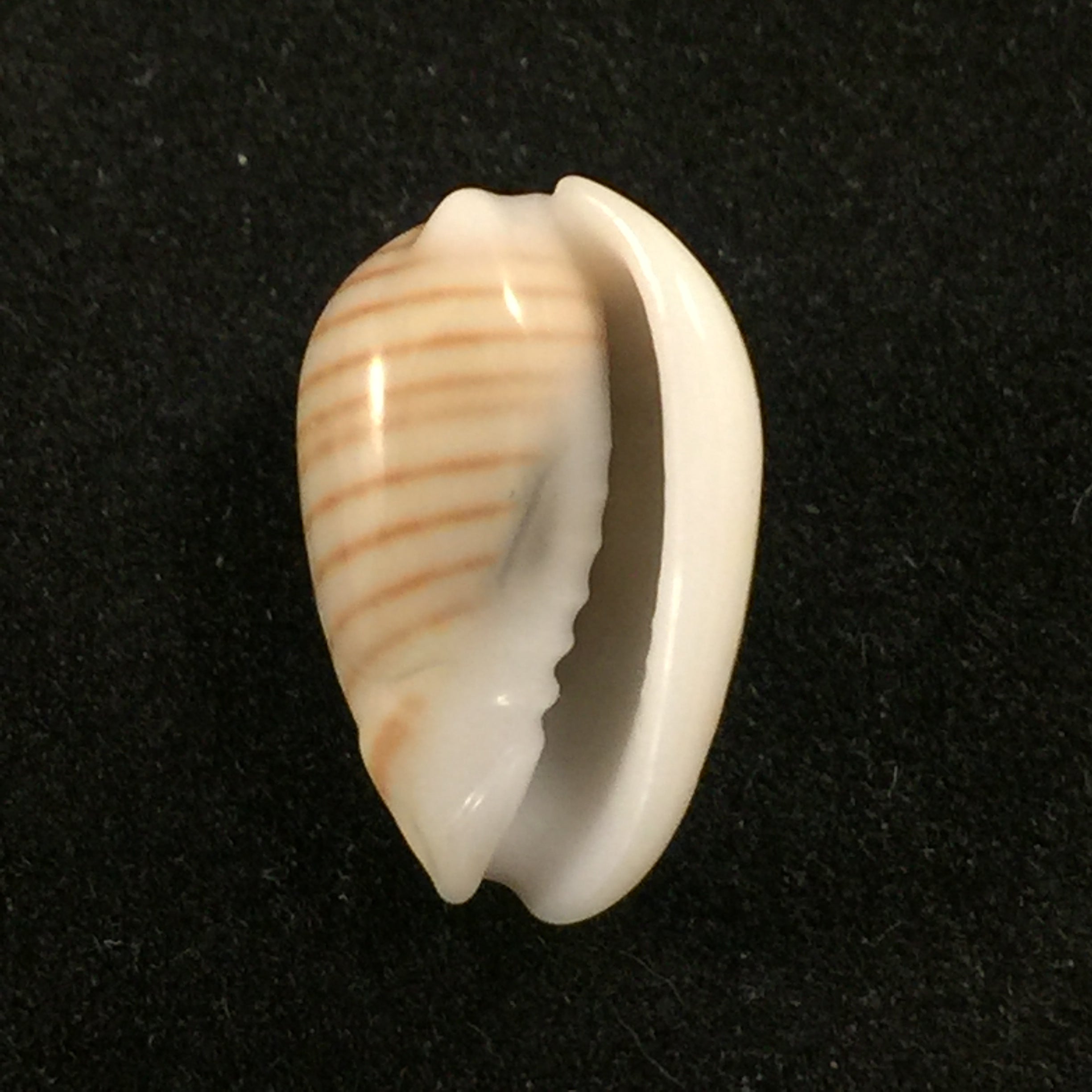 Persicula cingulata (Dillwyn, 1817) - 16,6mm