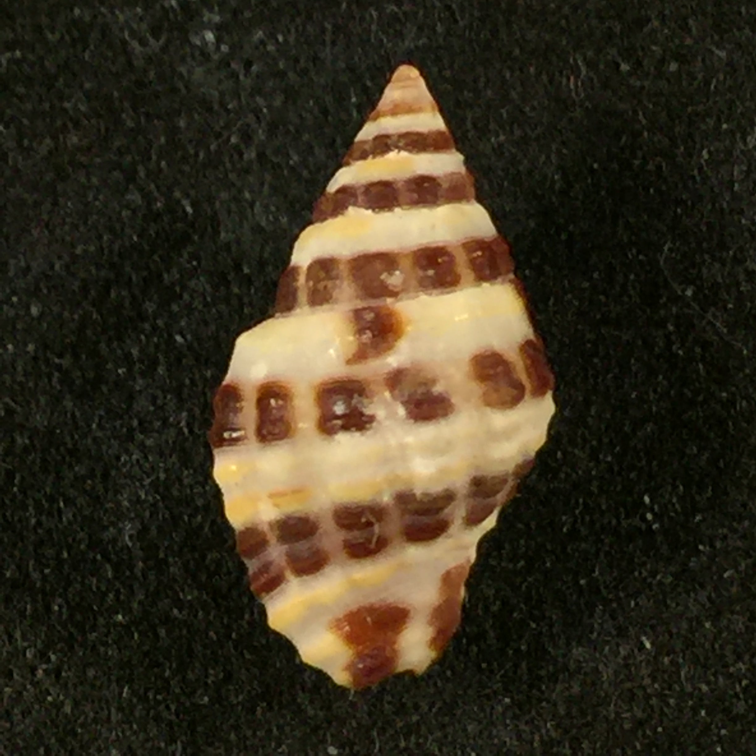 Engina alveolata (Kiener, 1836) - 13,9mm
