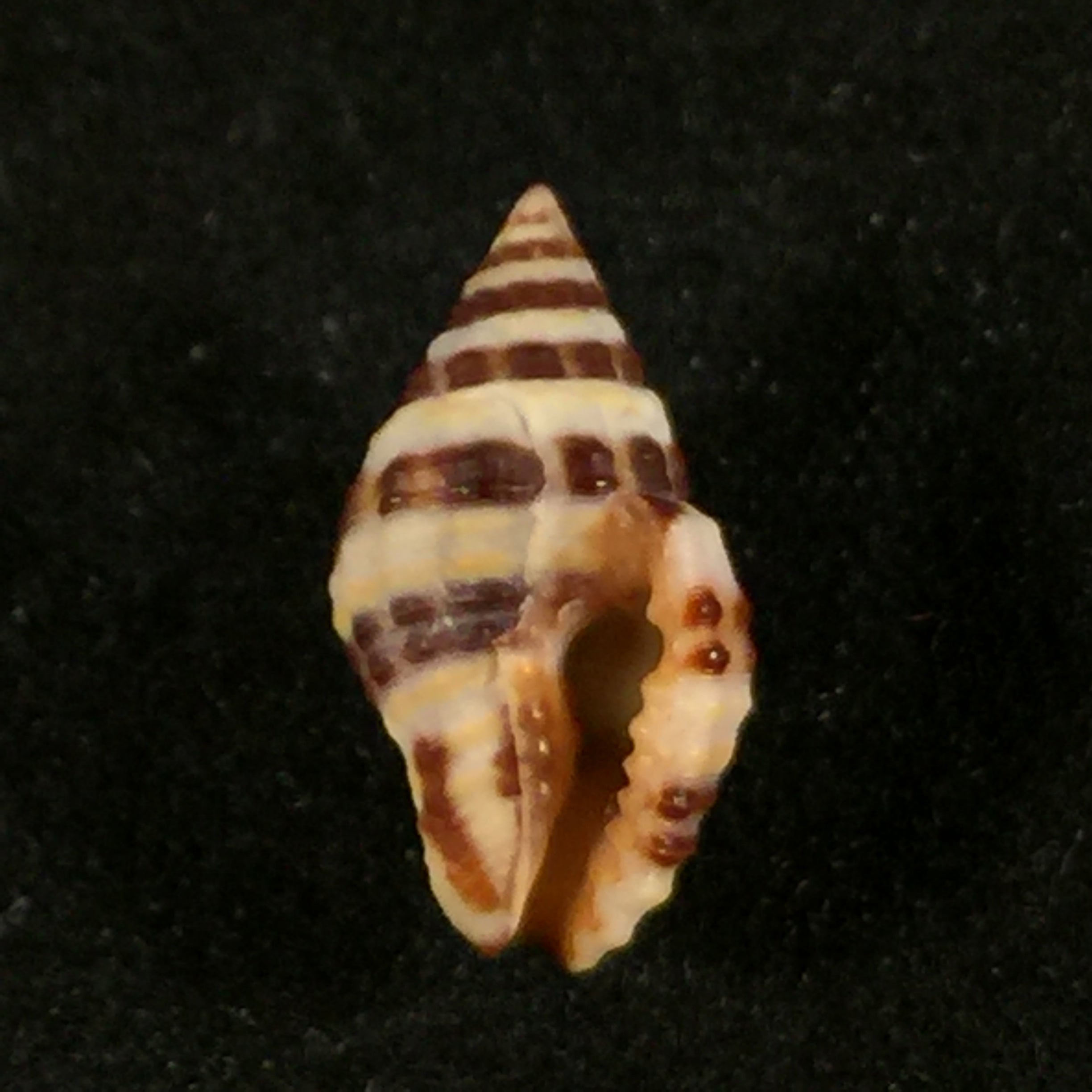 Engina alveolata (Kiener, 1836) - 13,9mm