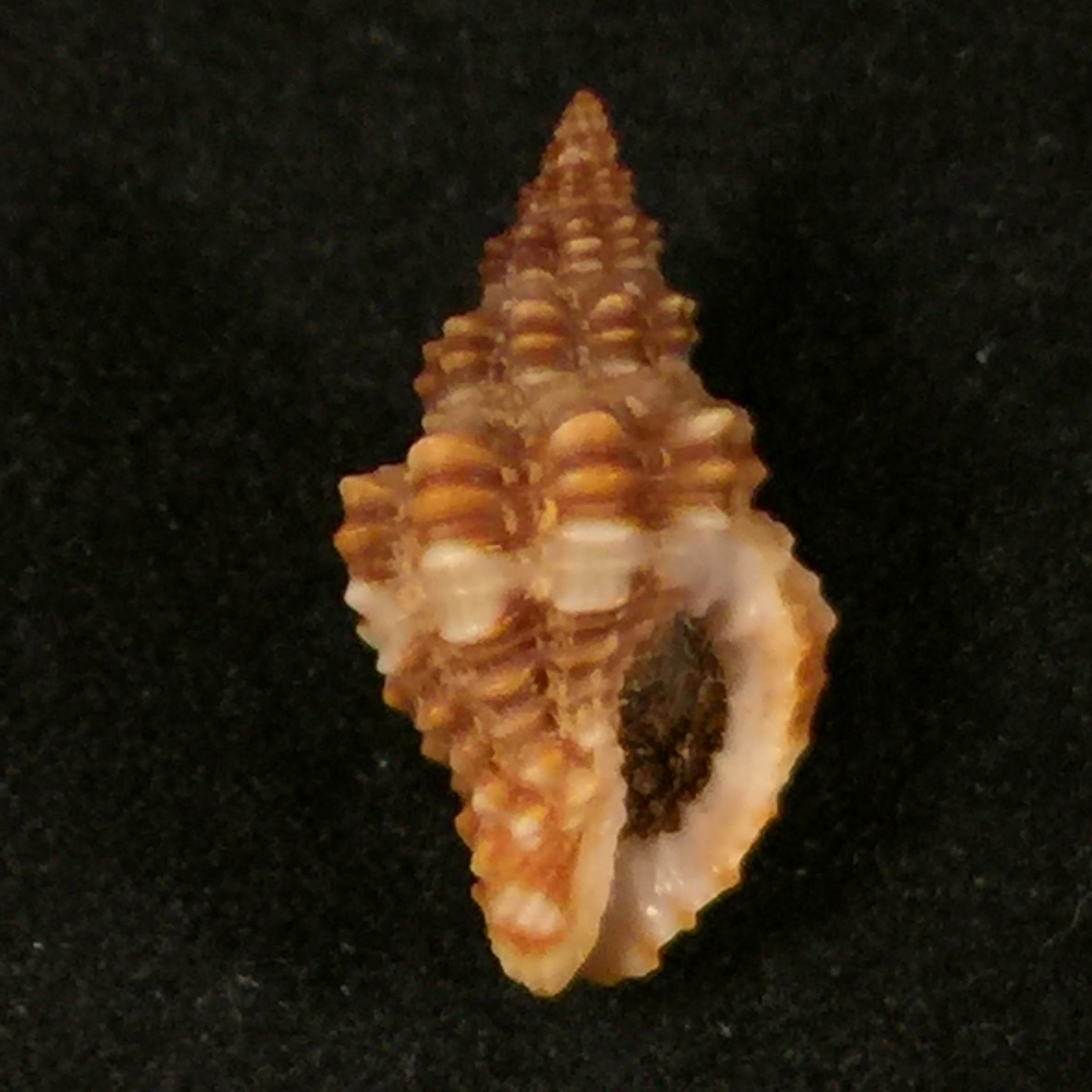 Hesperisternia karinae (Nowell-Usticke, 1959) - 17,9mm