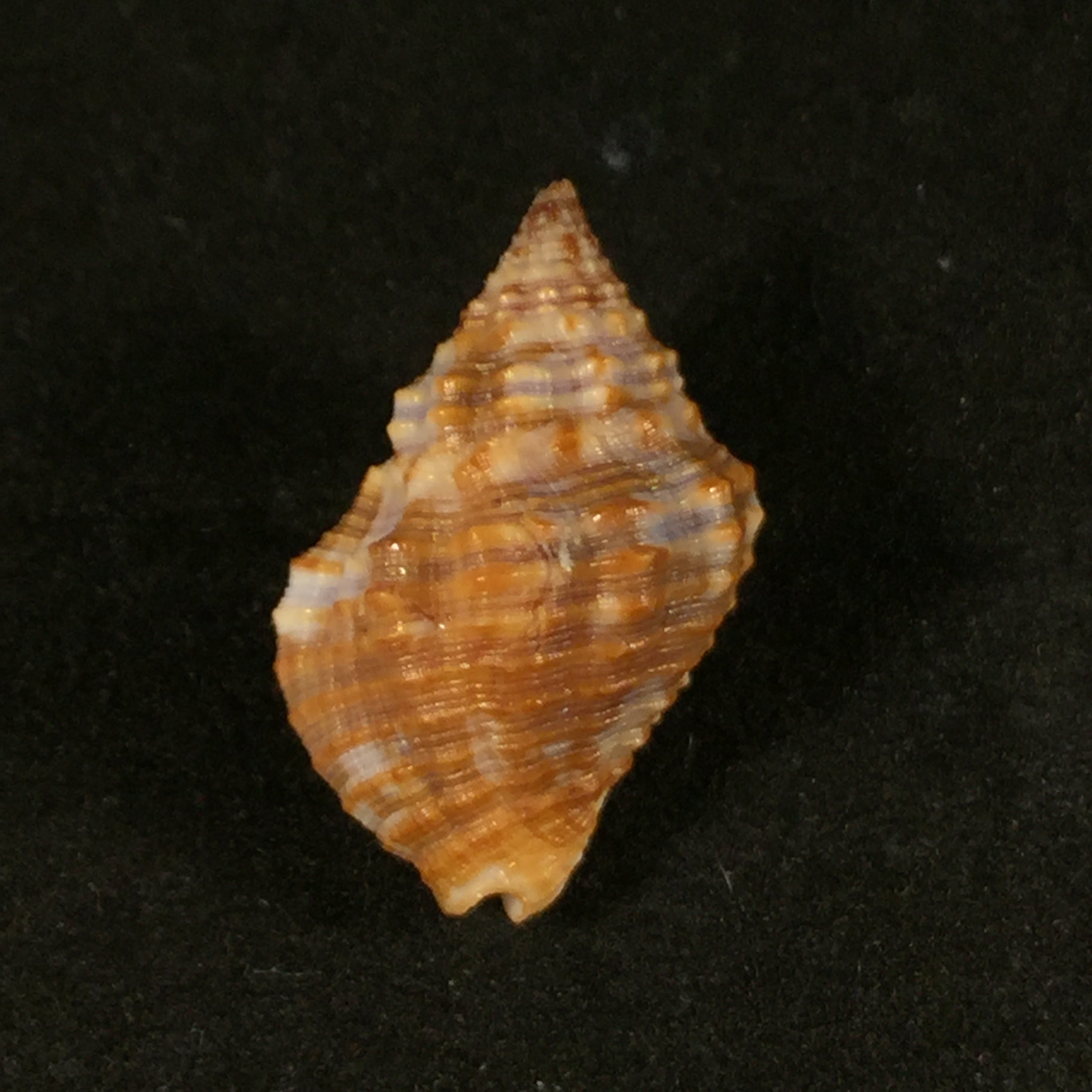 Gemophos tinctus (Conrad, 1846) - 24,8mm
