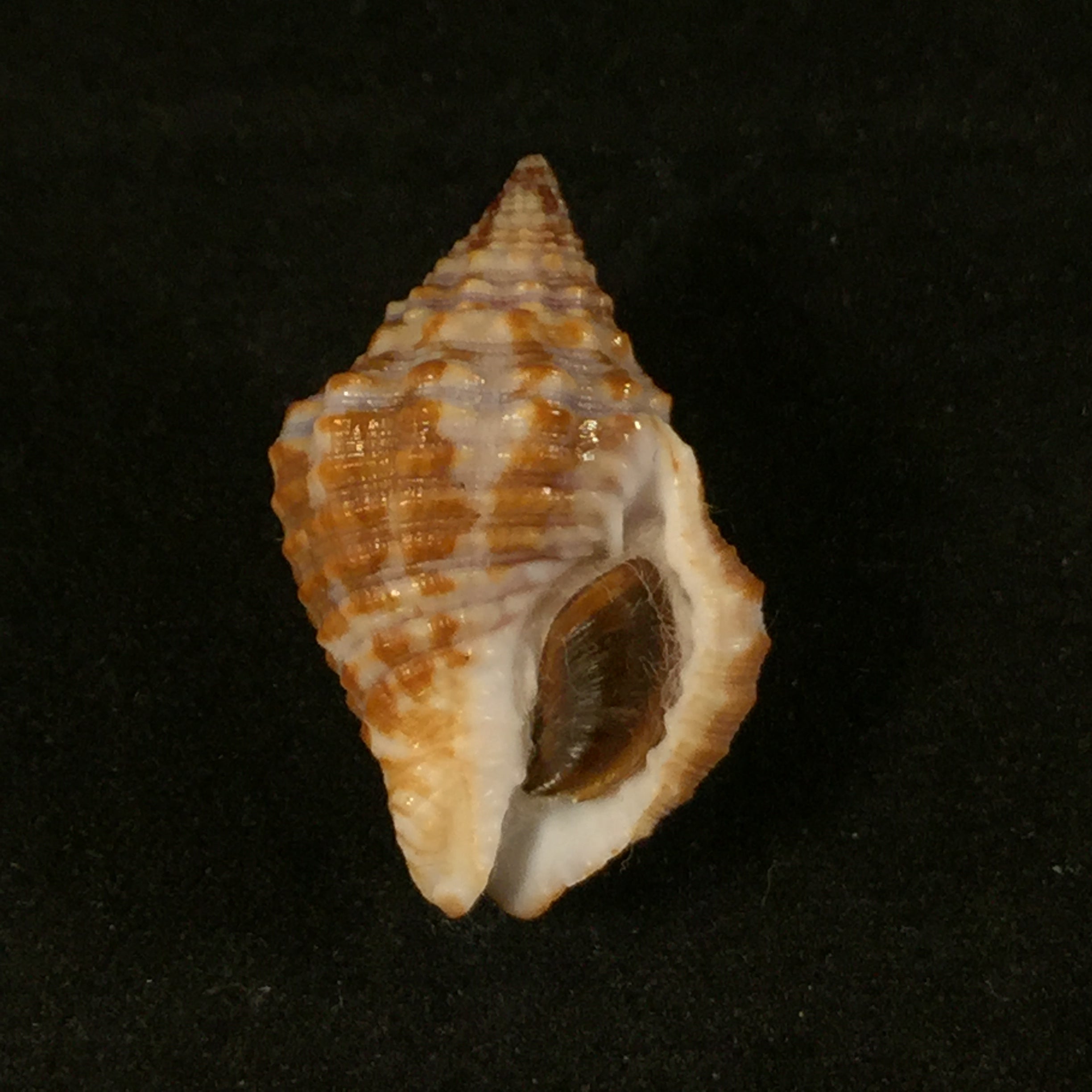 Gemophos tinctus (Conrad, 1846) - 24,8mm