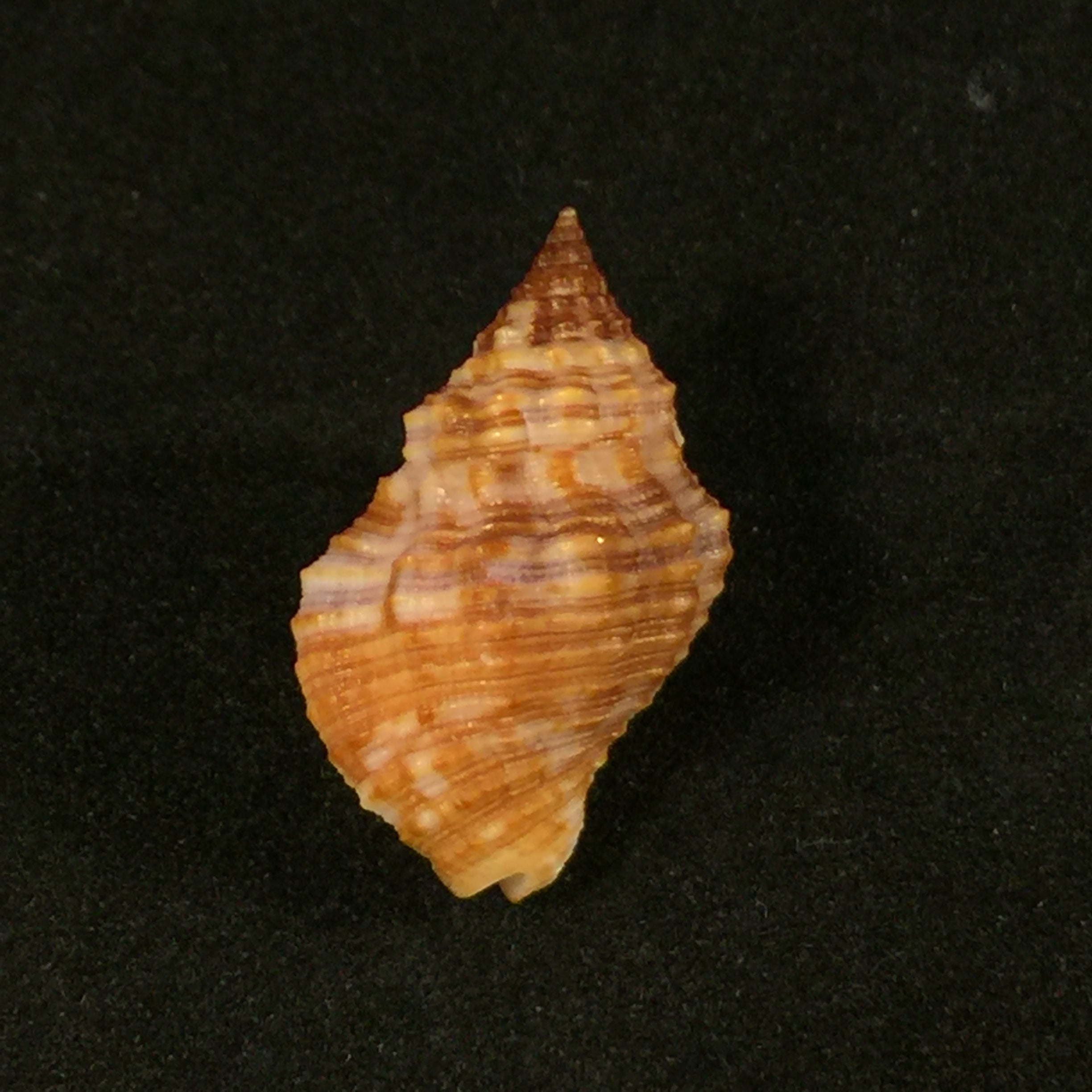 Gemophos tinctus (Conrad, 1846) - 24,4mm