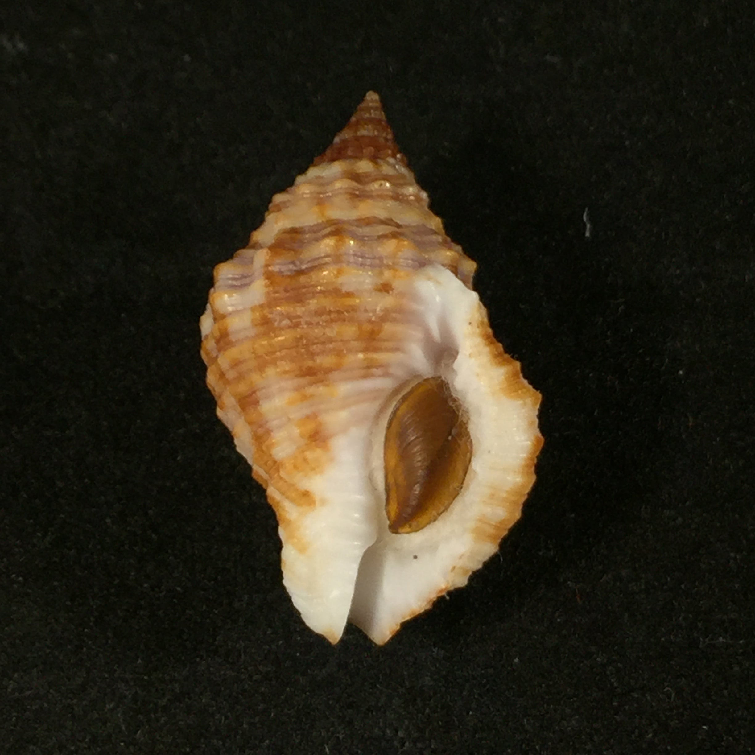 Gemophos tinctus (Conrad, 1846) - 24,4mm