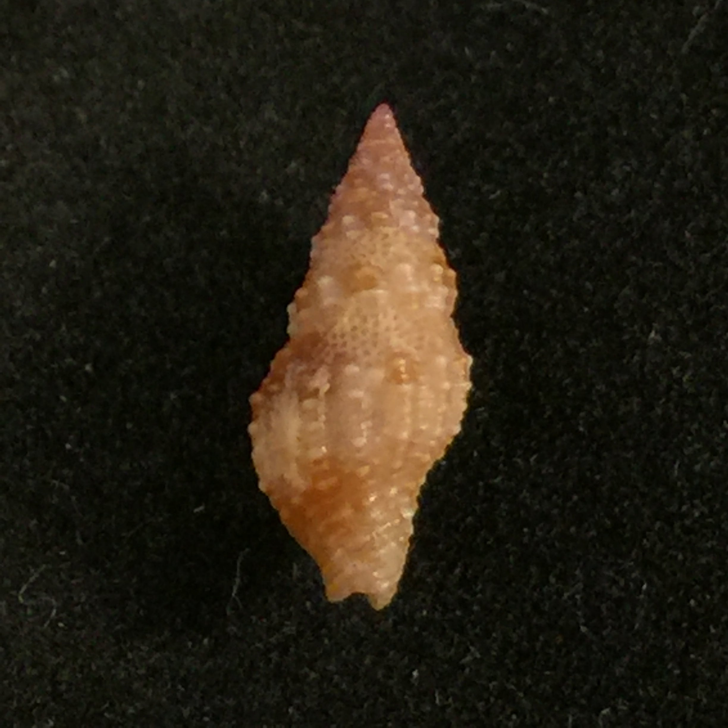 Pisania iostomus 灰色,1834 年 - 12,6mm