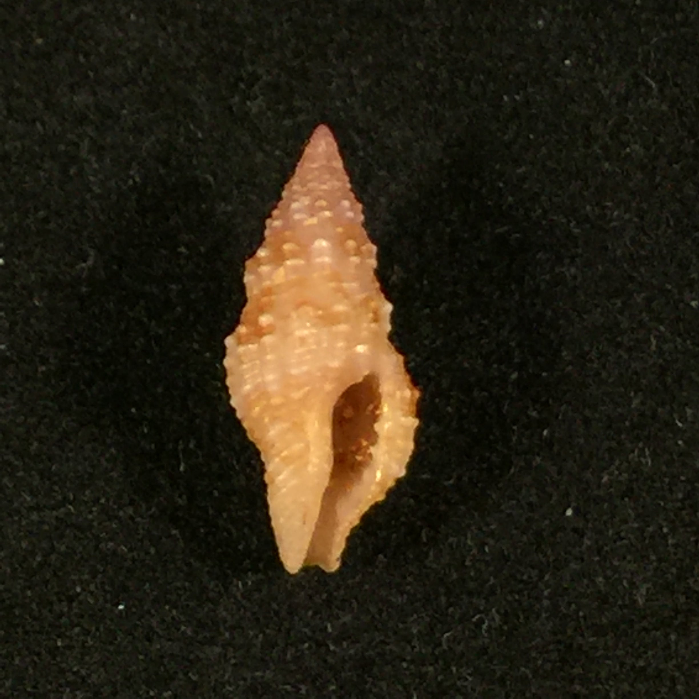 Pisania iostomus 灰色,1834 年 - 12,6mm