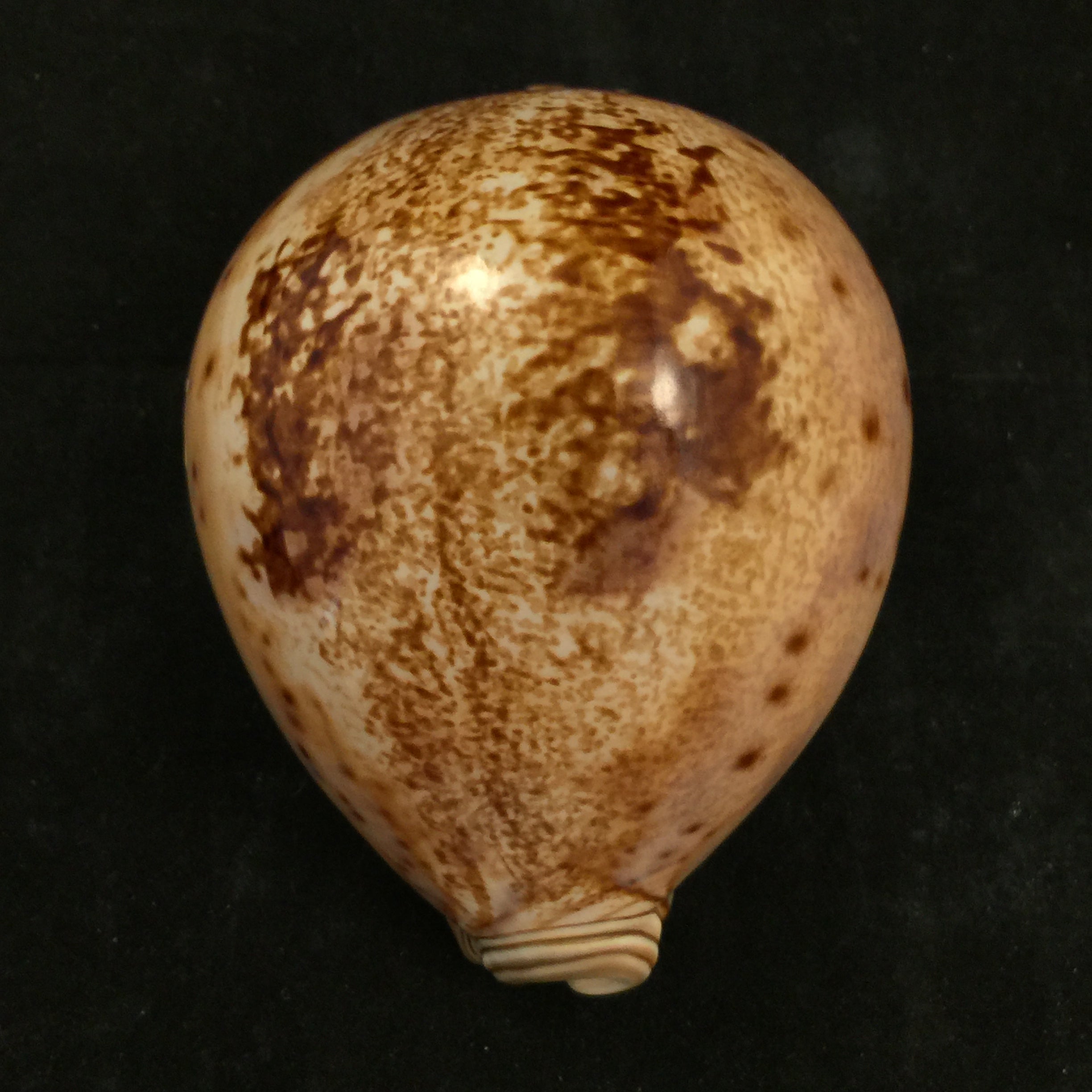 Leporicypraea valentia (Perry, 1811) - 96,5mm