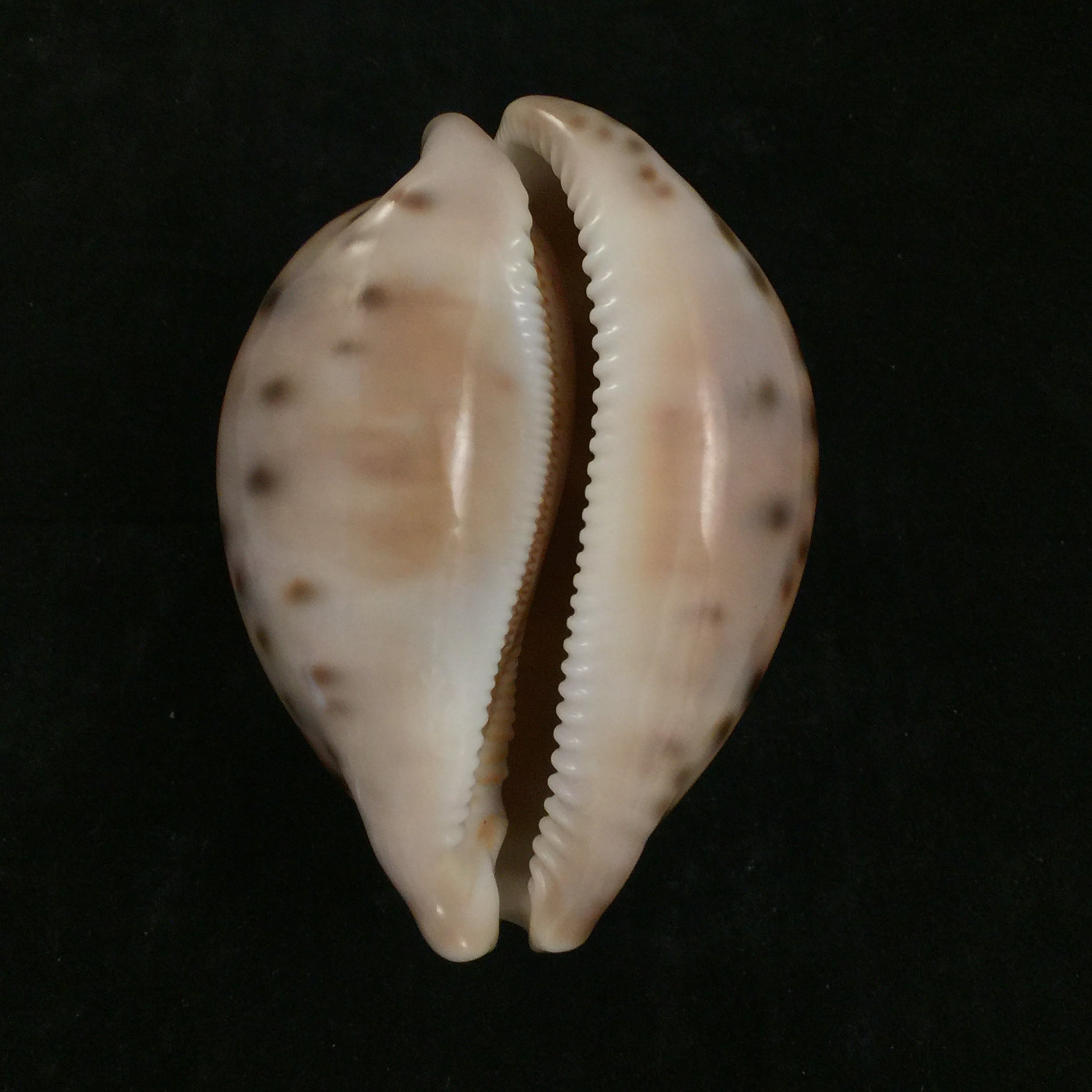 Leporicypraea valentia (Perry, 1811) - 96,5mm