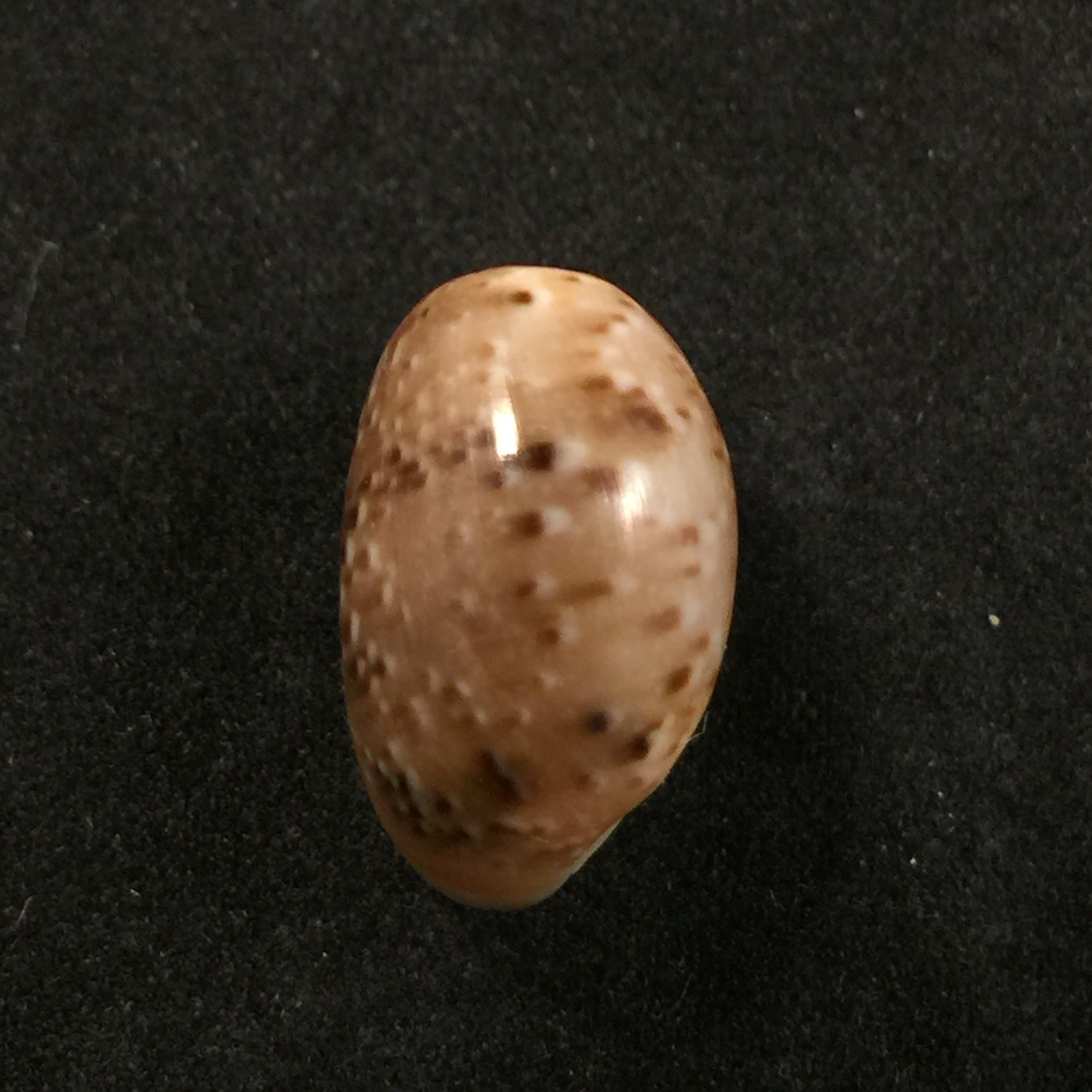 Bulla punctulata A. Adams,索尔比,1850年 - 16,6毫米