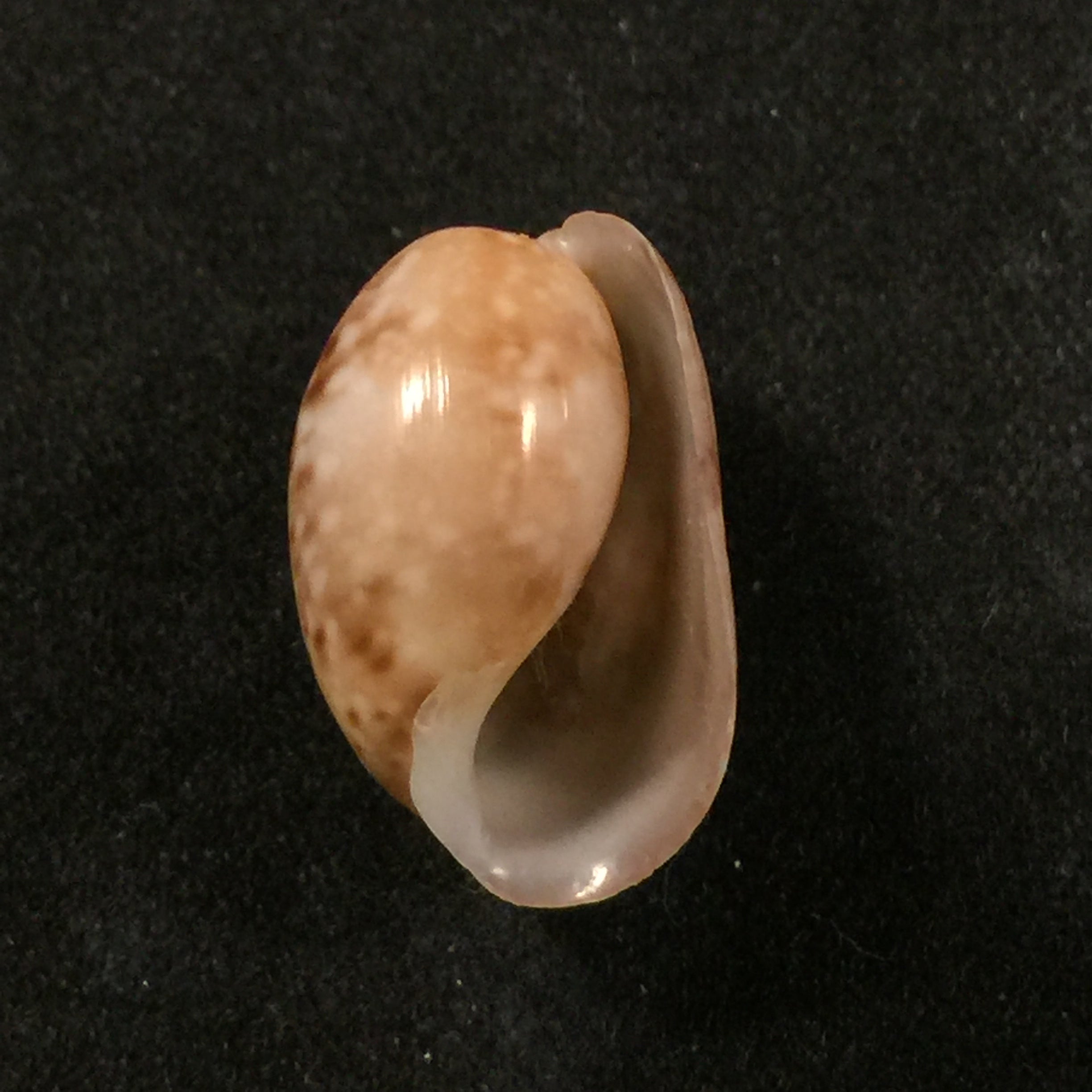 Bulla punctulata A. Adams,索尔比,1850年 - 16,6毫米