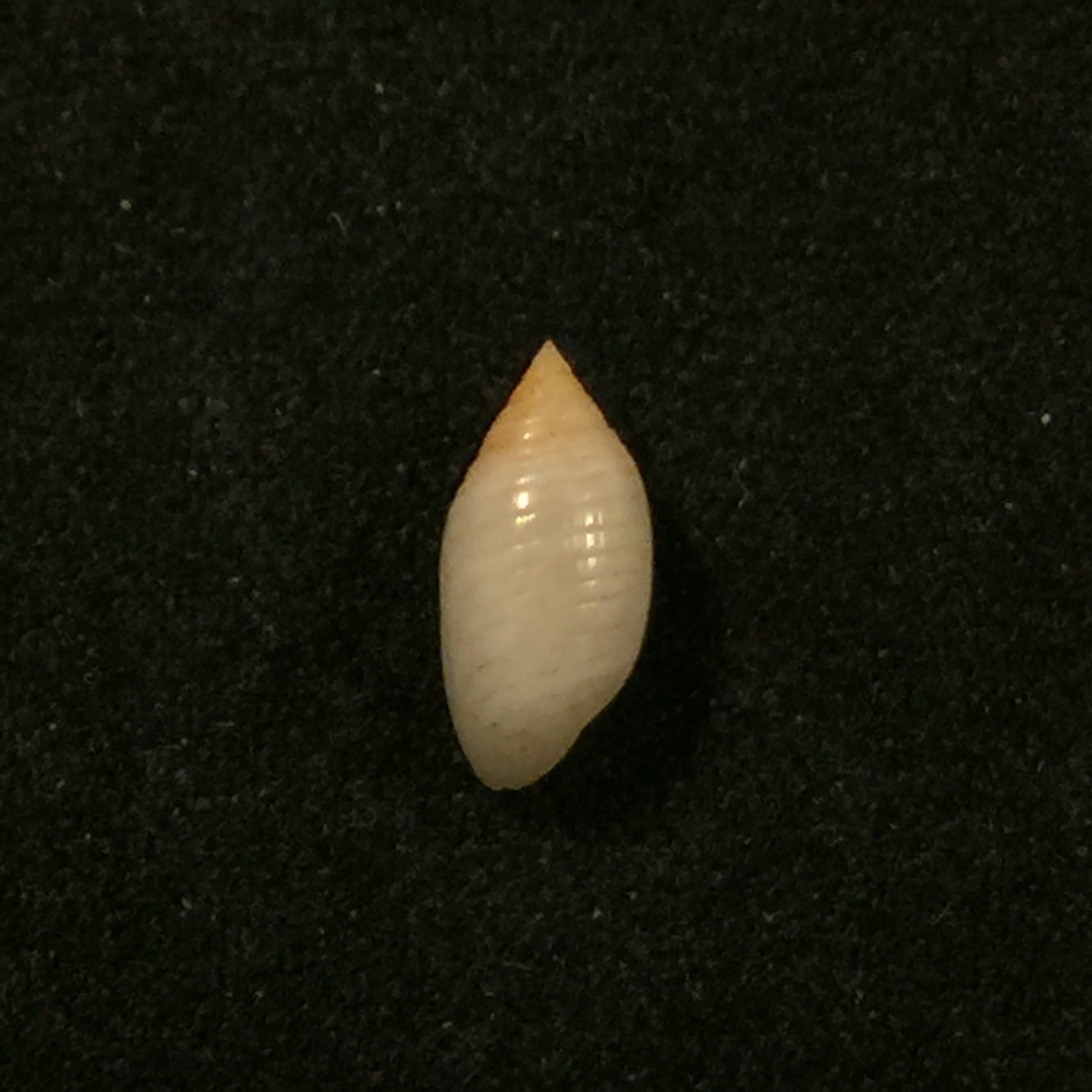 菱形蛹(Reeve, 1842)- 8,2毫米