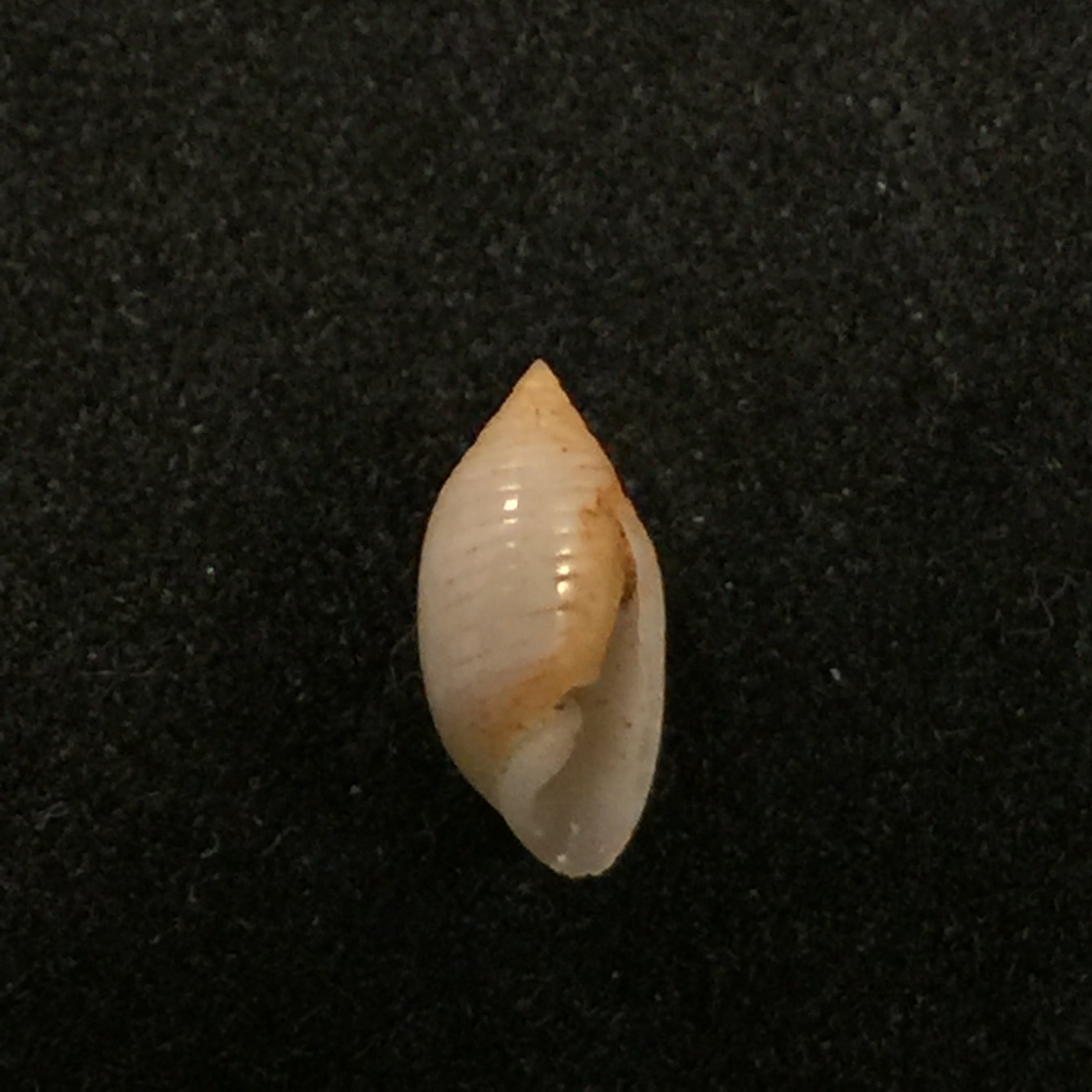 菱形蛹(Reeve, 1842)- 8,2毫米