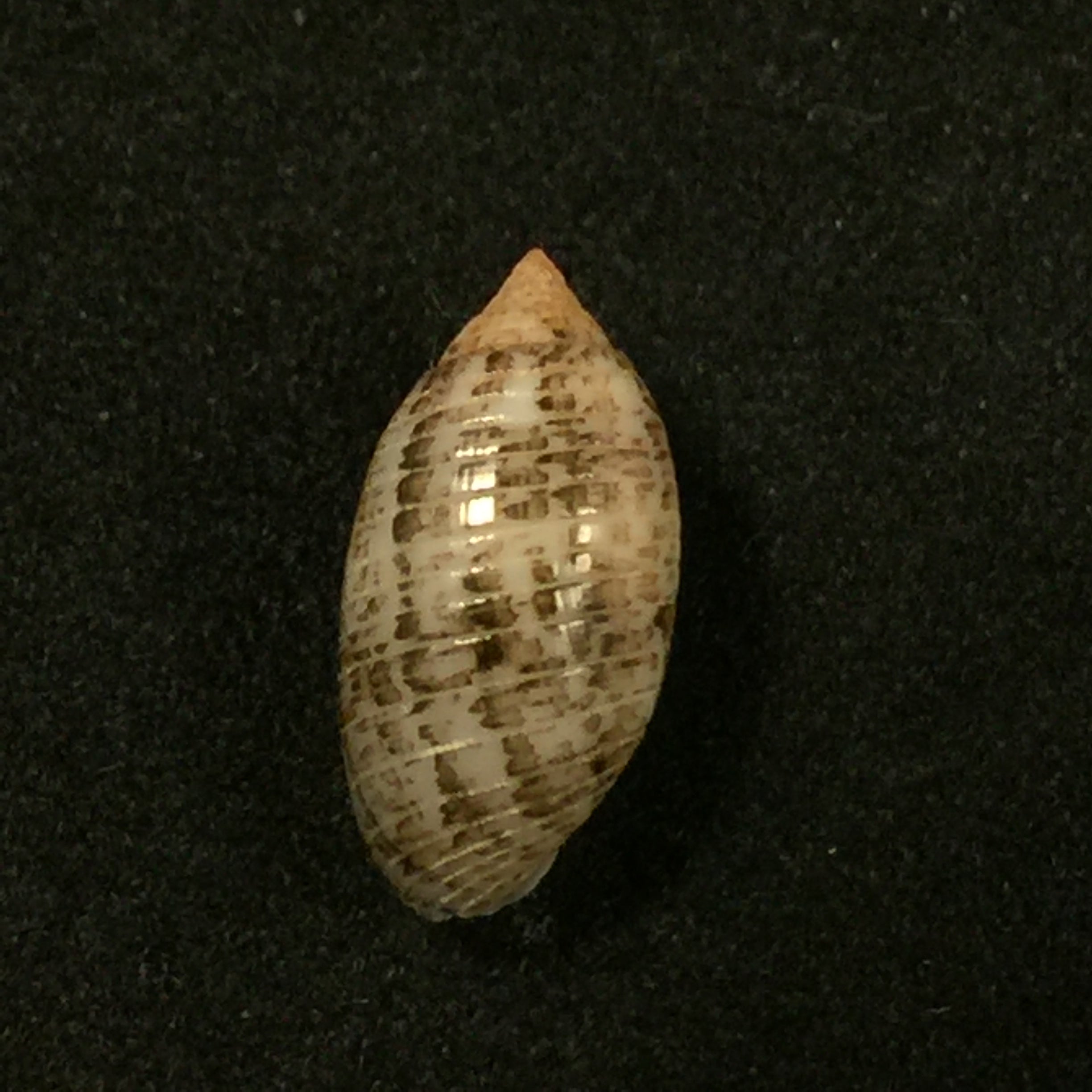 苏卡达蛹 (Gmelin, 1791) - 14,3mm