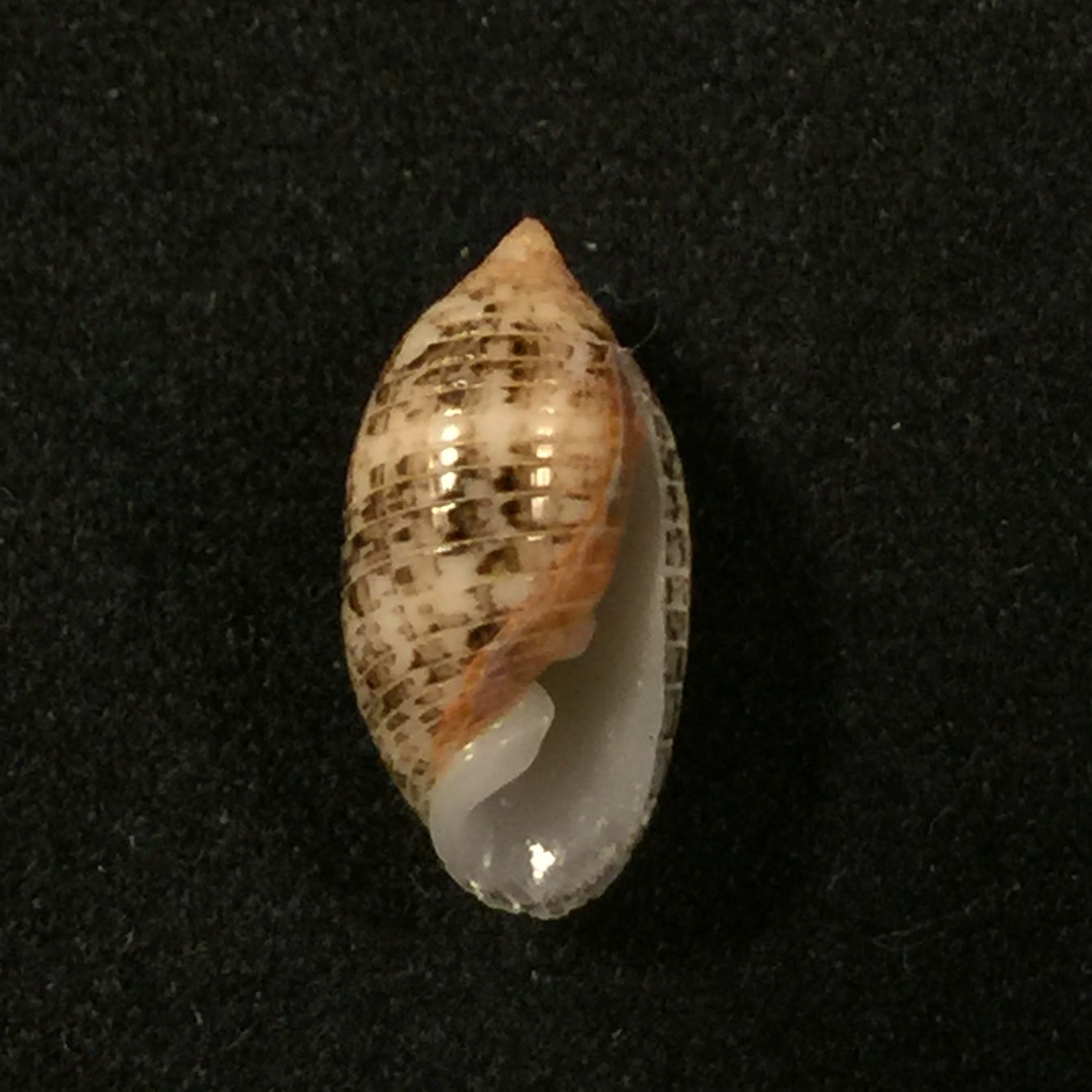 苏卡达蛹 (Gmelin, 1791) - 14,3mm