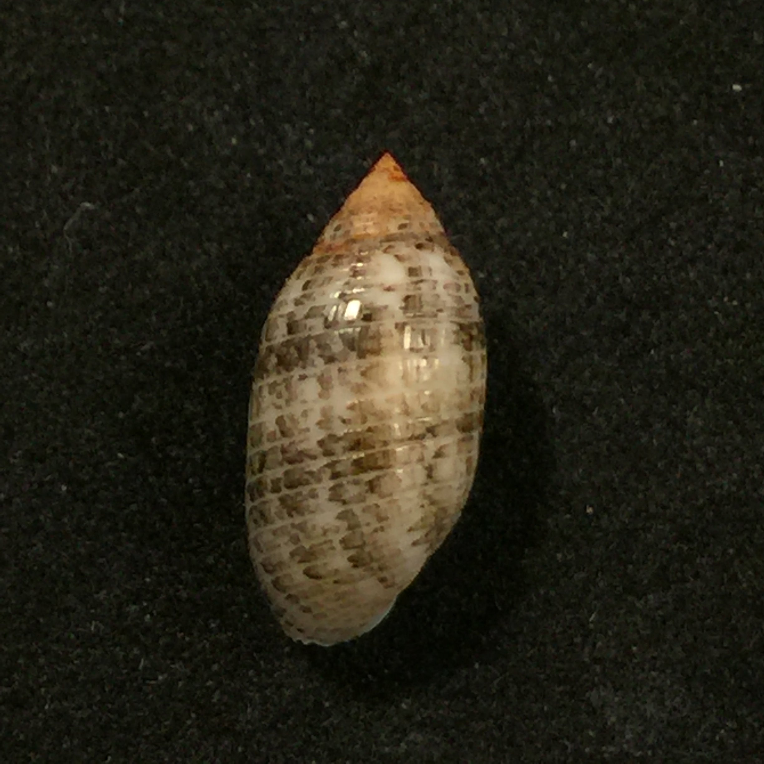 苏卡达蛹(Gmelin,1791)- 14,5毫米