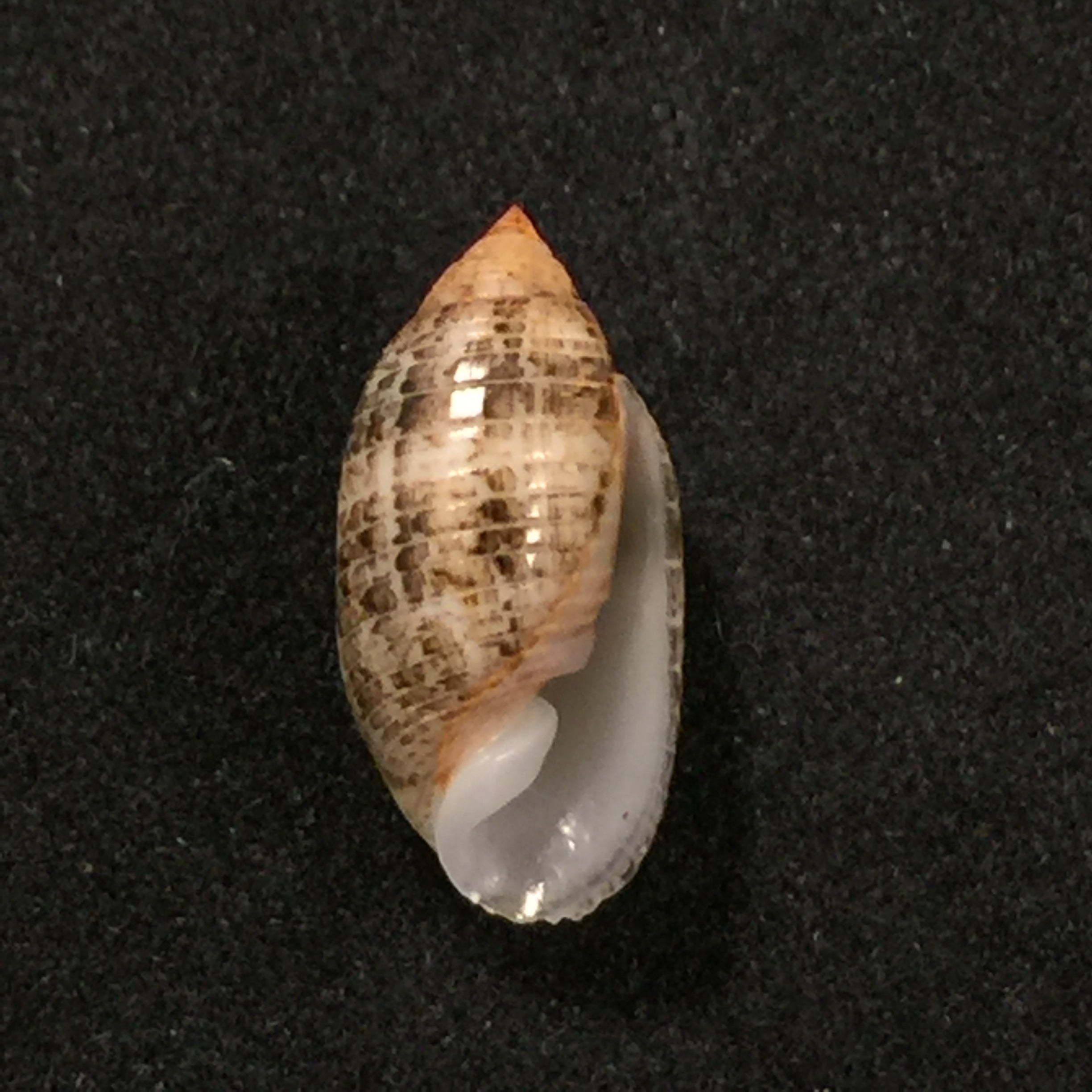 苏卡达蛹(Gmelin,1791)- 14,5毫米