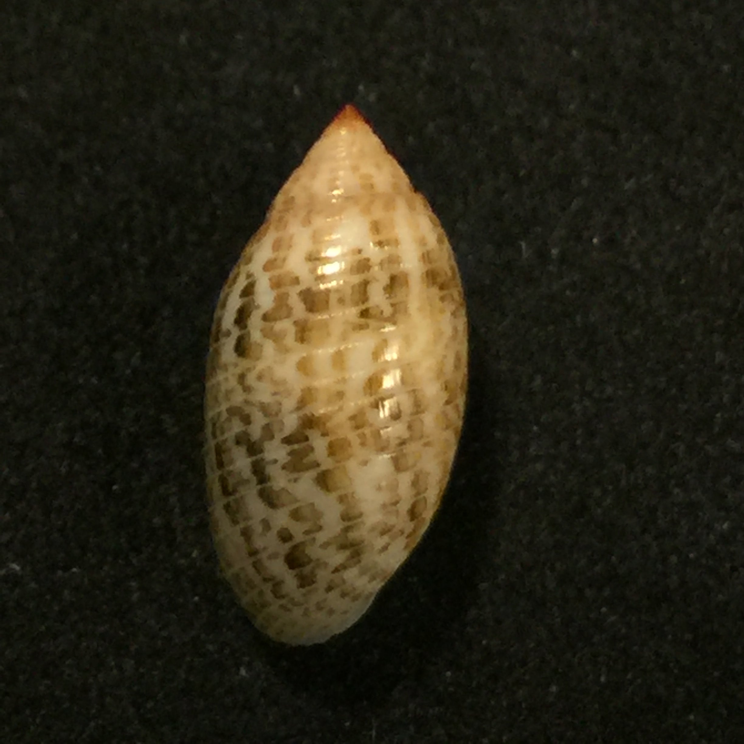 苏卡达蛹 (Gmelin, 1791) - 14,7mm