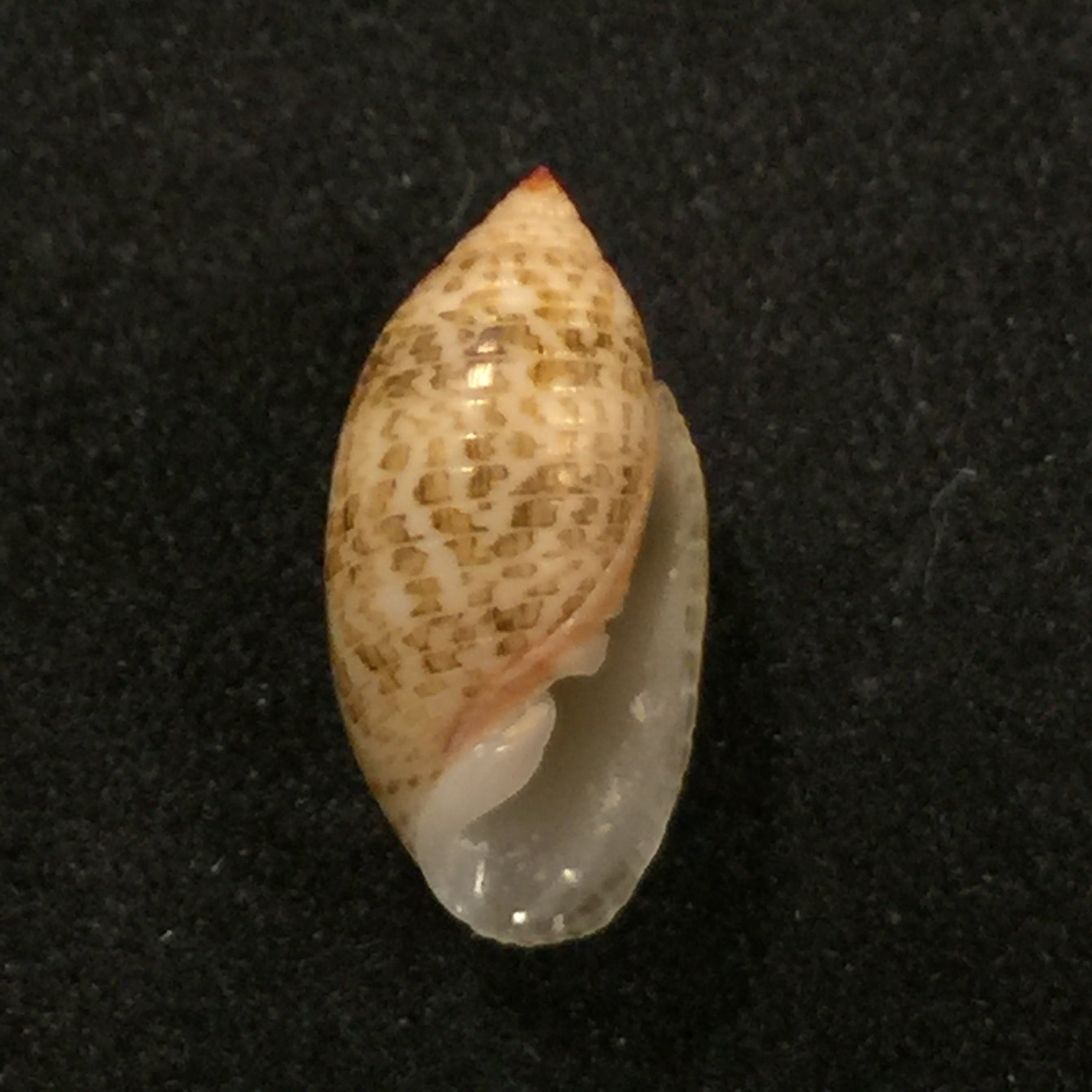 苏卡达蛹 (Gmelin, 1791) - 14,7mm