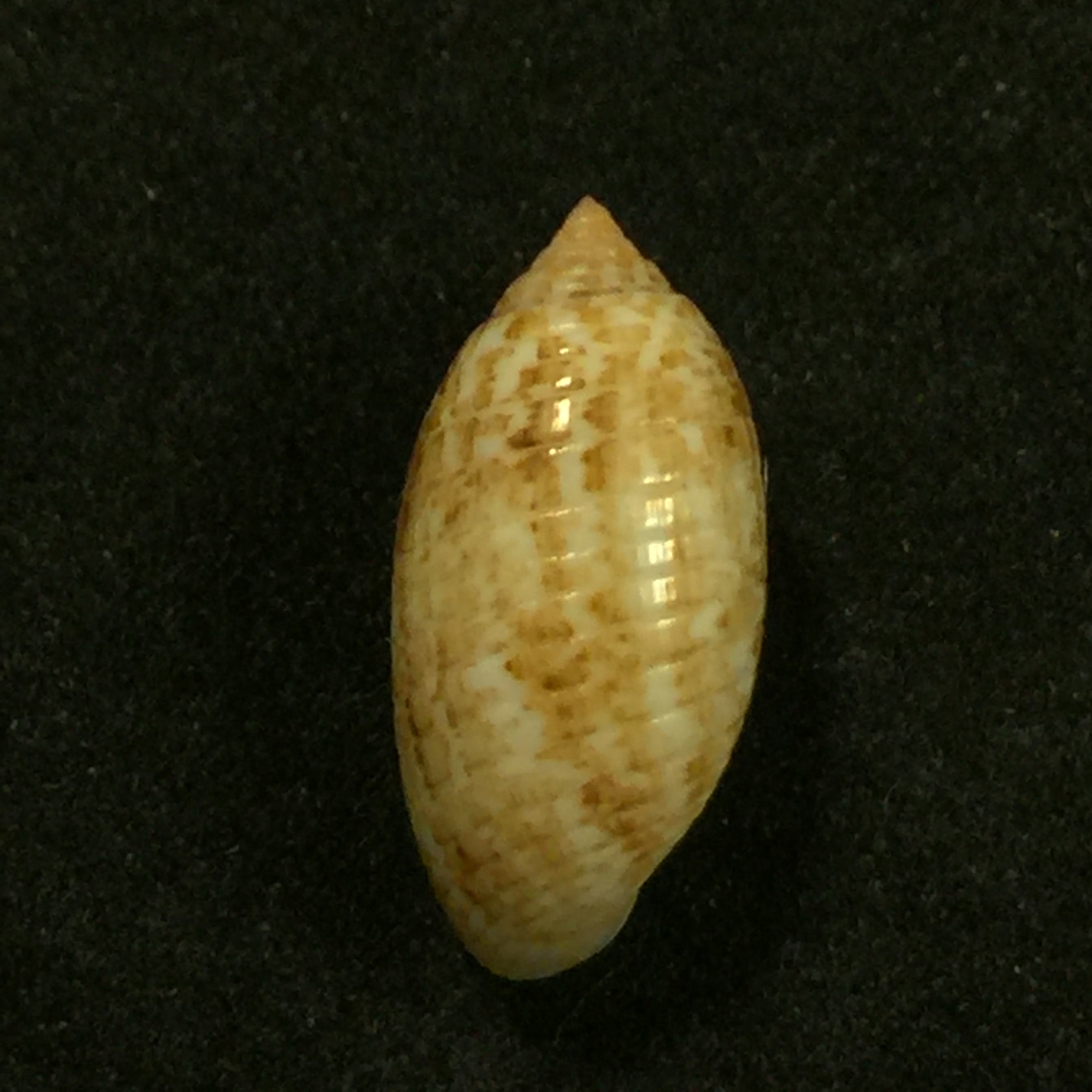 蛹(Linnaeus,1758)- 17,2毫米