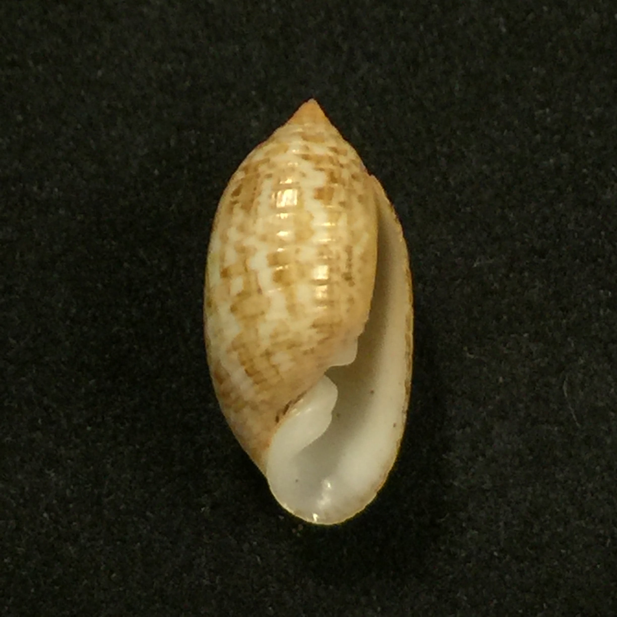 蛹(Linnaeus,1758)- 17,2毫米