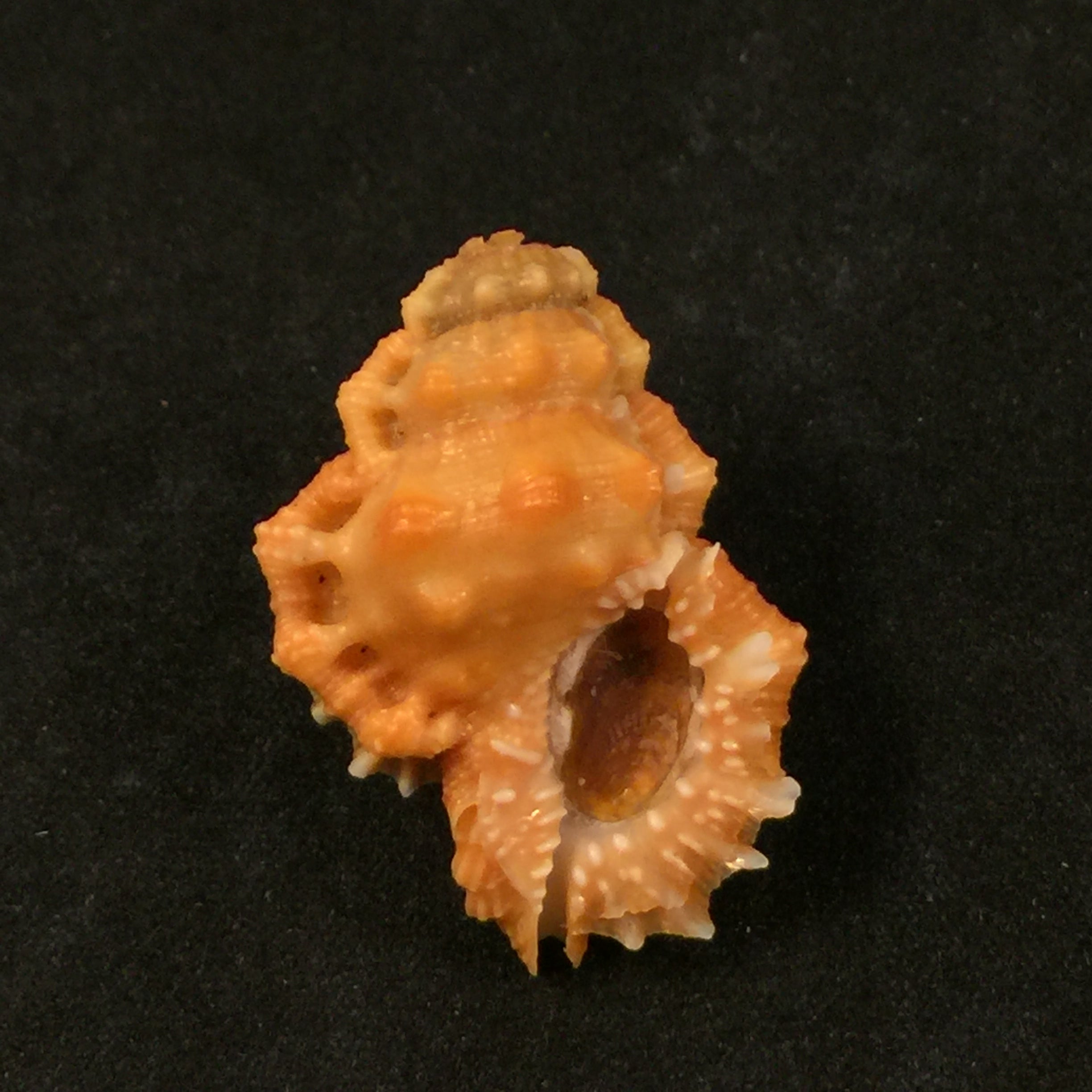 Bursa corrugata ponderosa (Reeve, 1844) - 32,1mm