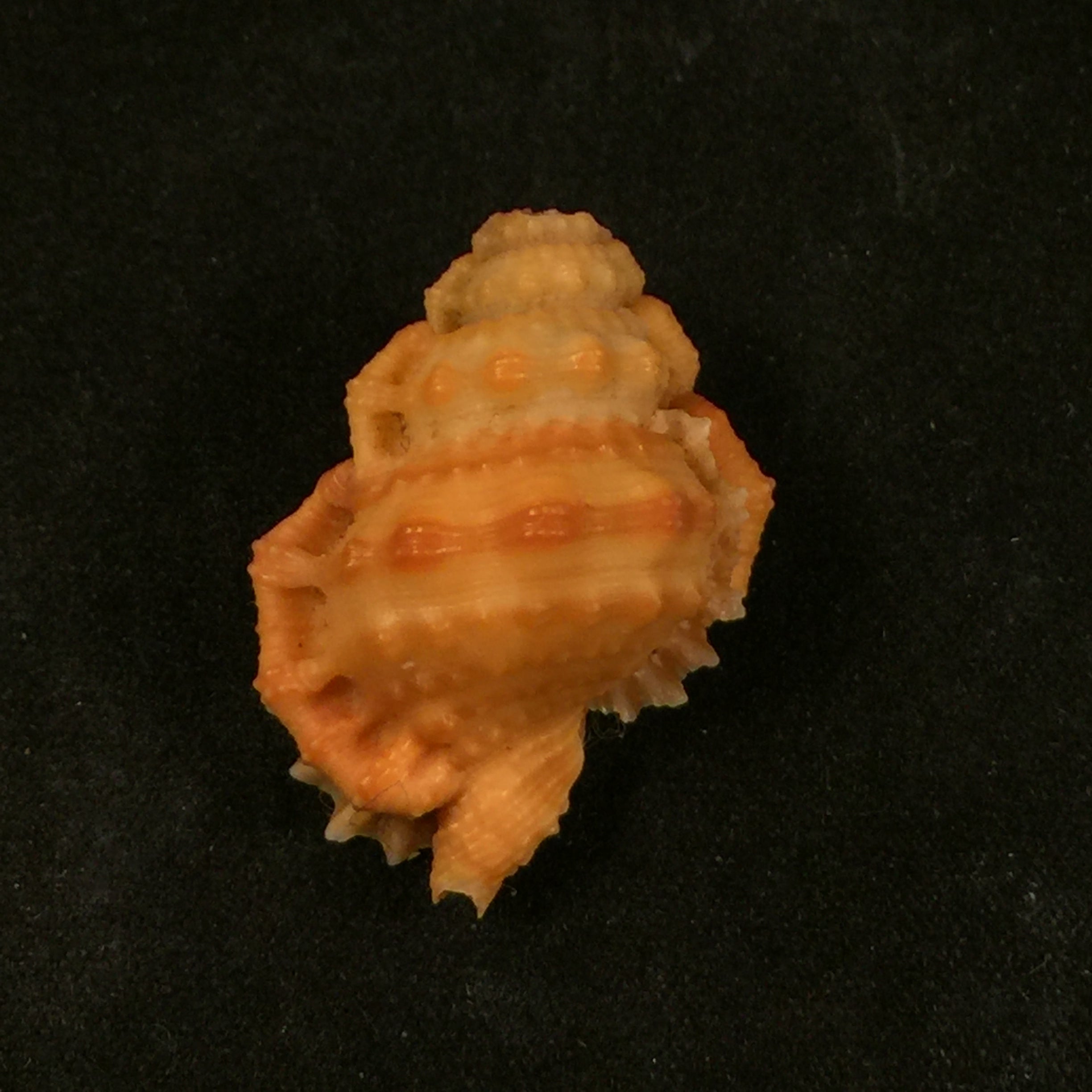 Bursa corrugata ponderosa (Reeve, 1844) - 30,4mm