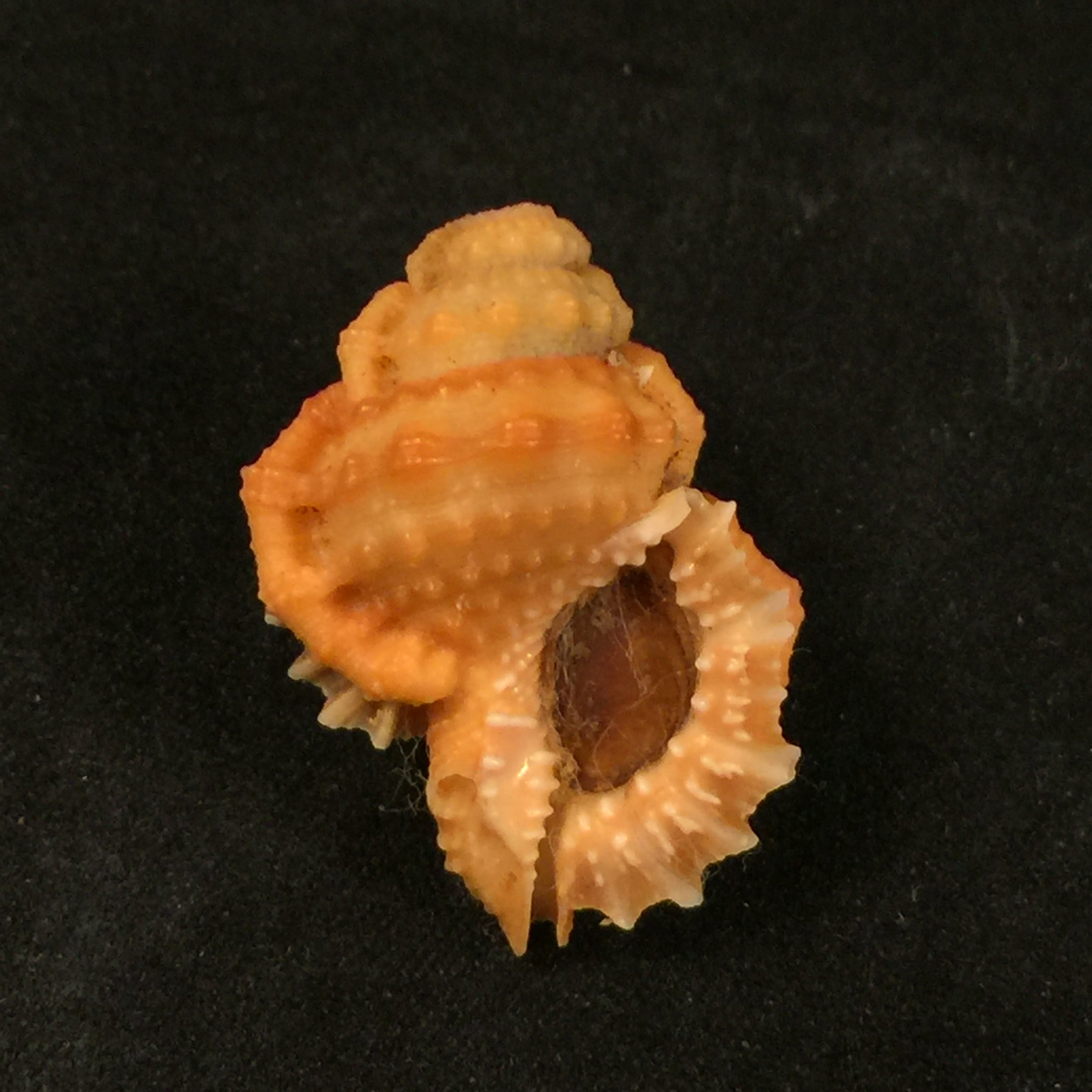 Bursa corrugata ponderosa (Reeve, 1844) - 30,4mm
