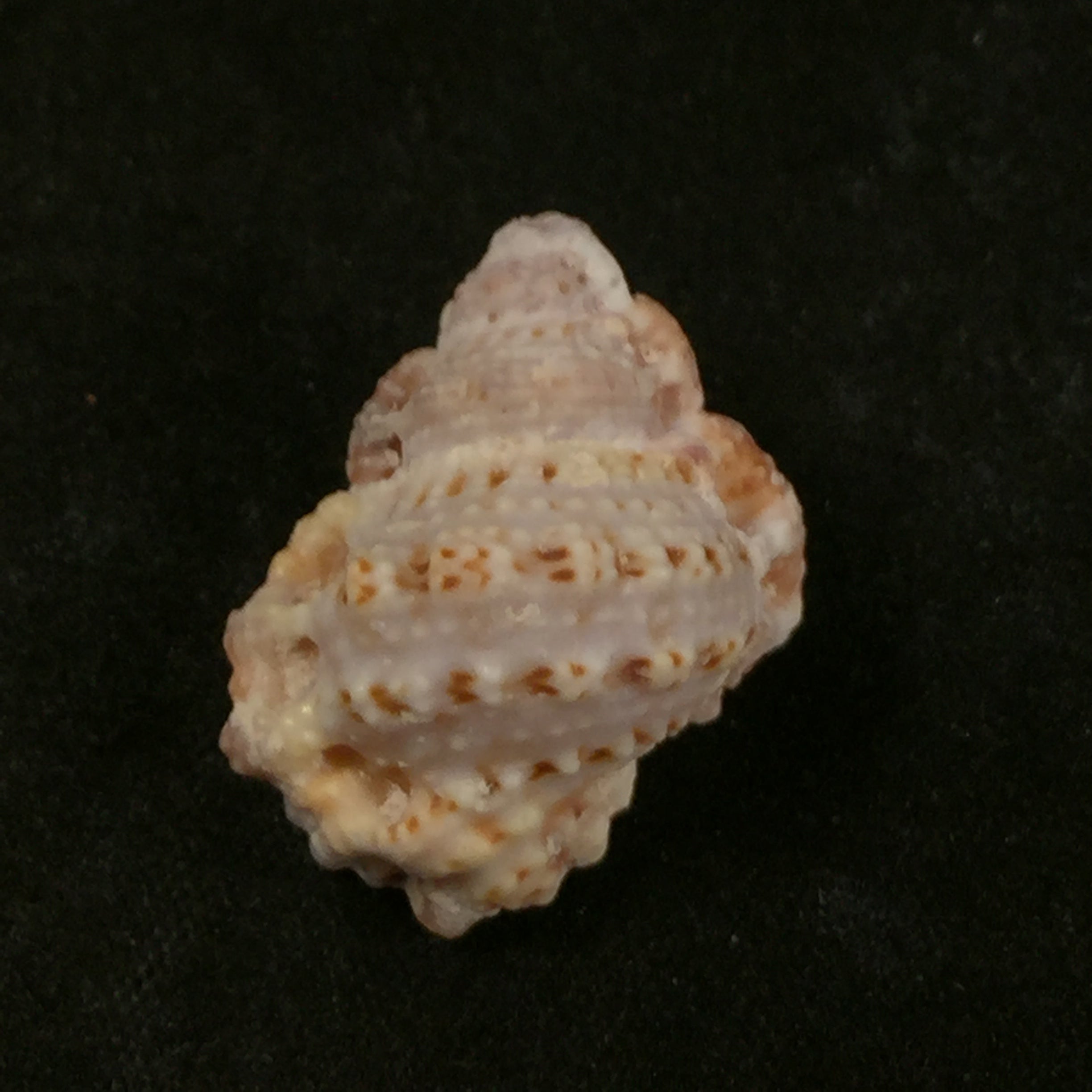 红口囊 (GB Sowerby II, 1835) - 23,9mm