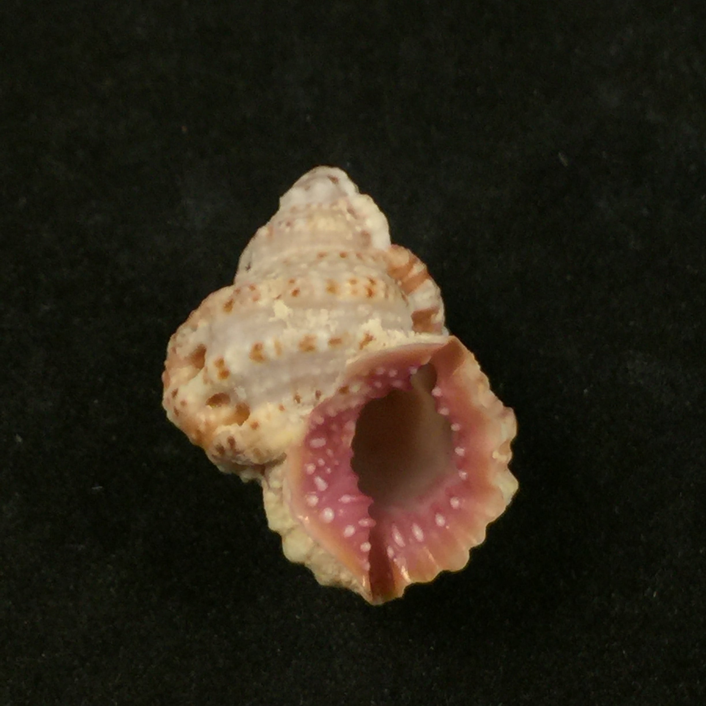 红口囊 (GB Sowerby II, 1835) - 23,9mm