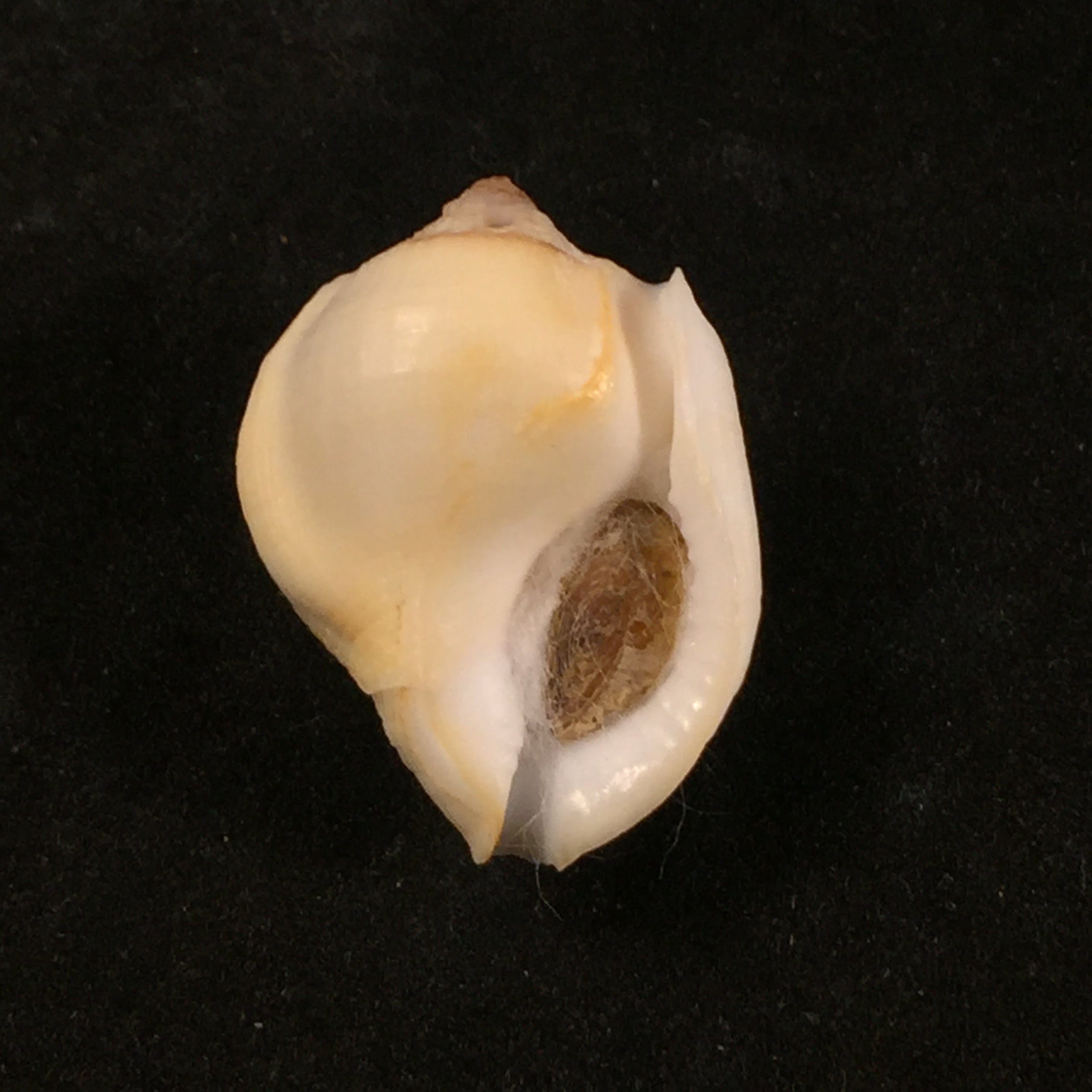 Aspa marginata (Gmelin, 1791) - 24,9mm