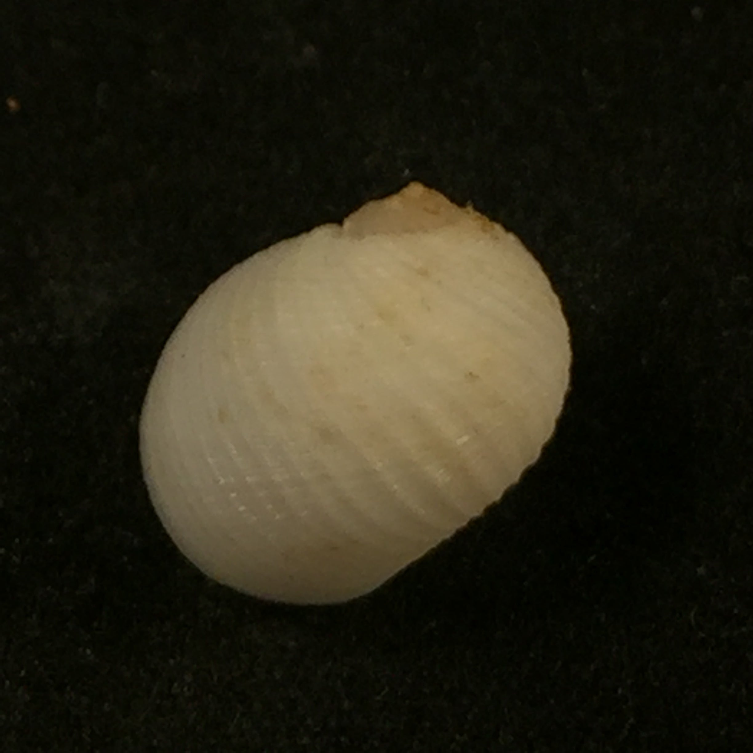 Vanikoro cancellata (拉马克, 1822) - 11,3mm