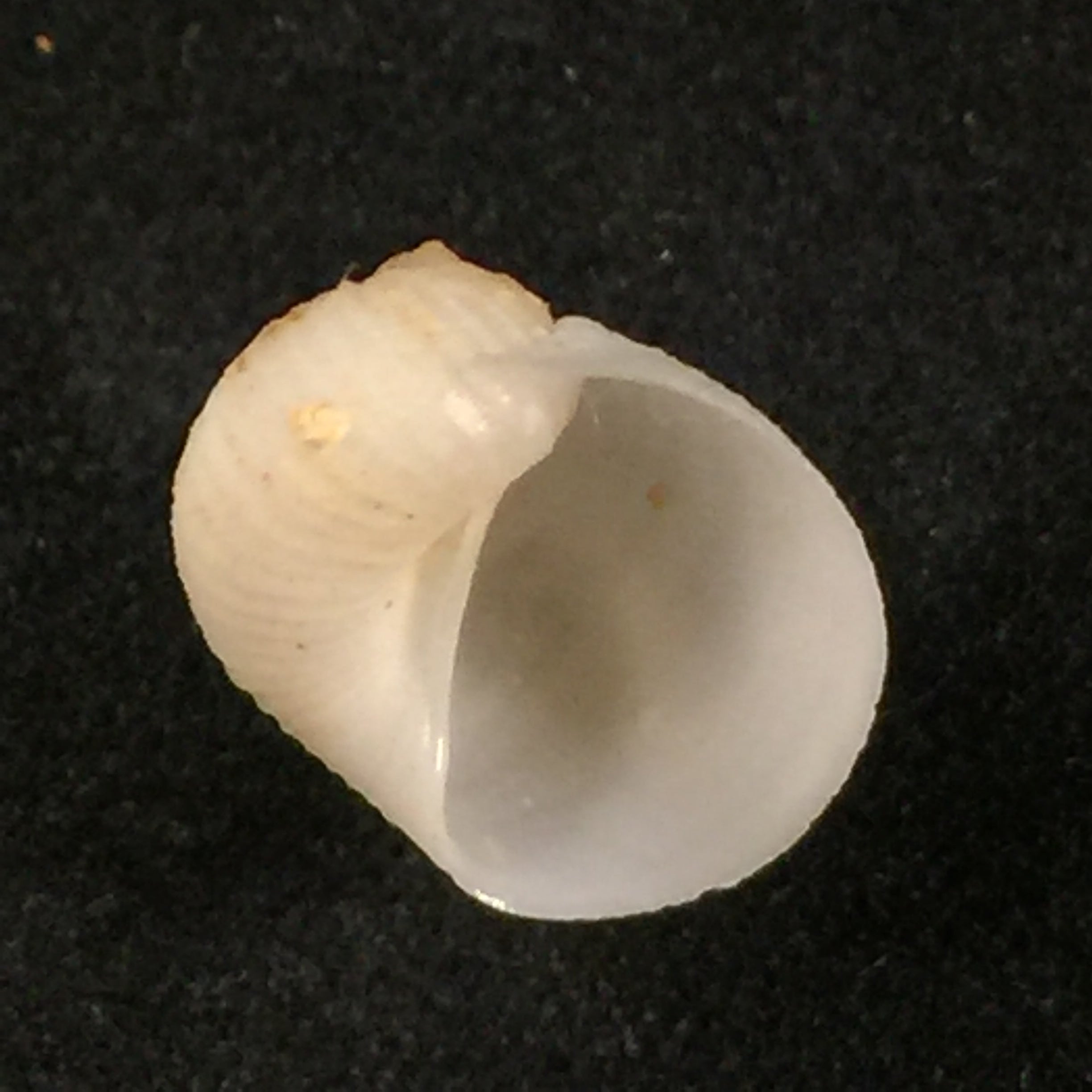 Vanikoro cancellata (拉马克, 1822) - 11,3mm