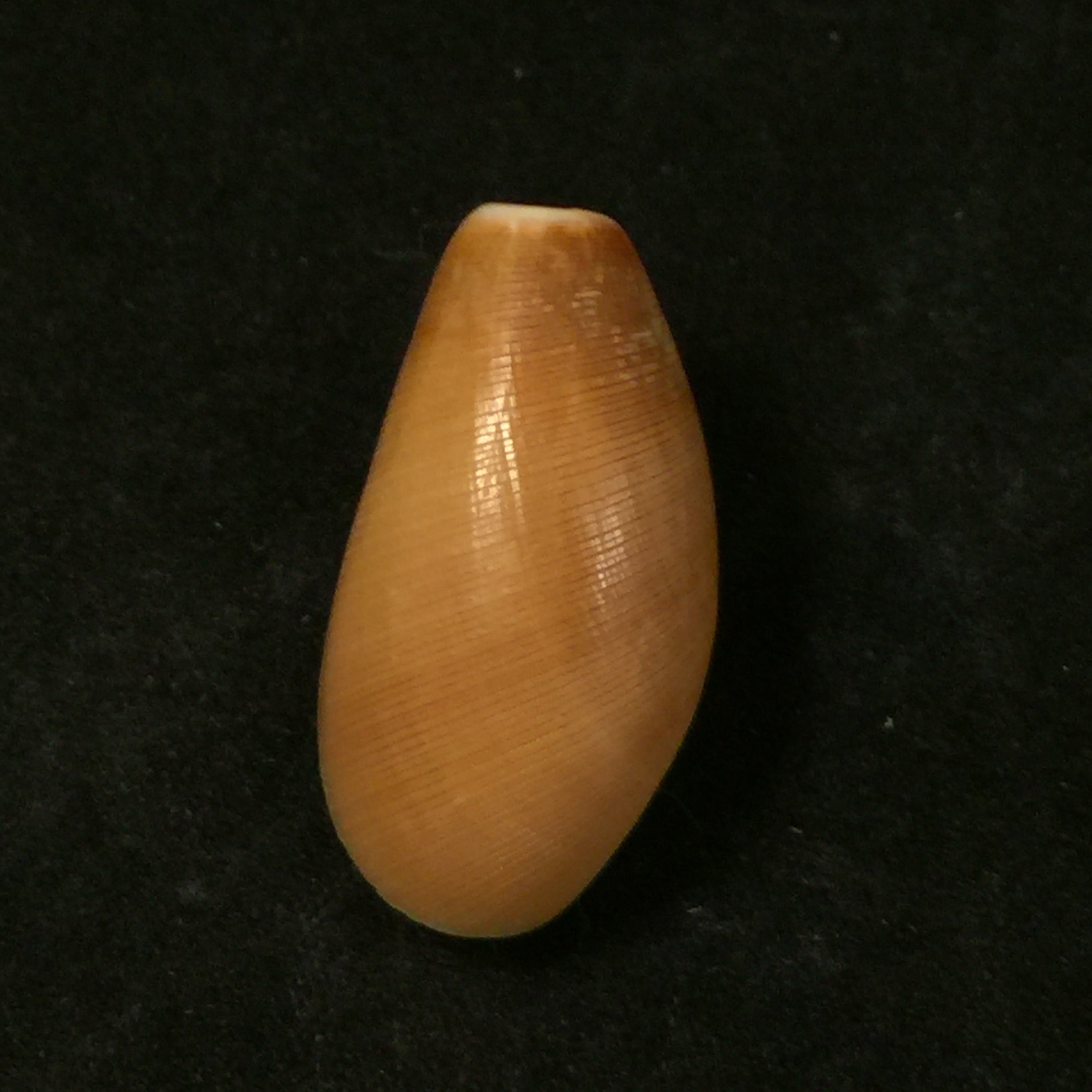 Scaphander lignarius (林奈, 1758) - 33mm