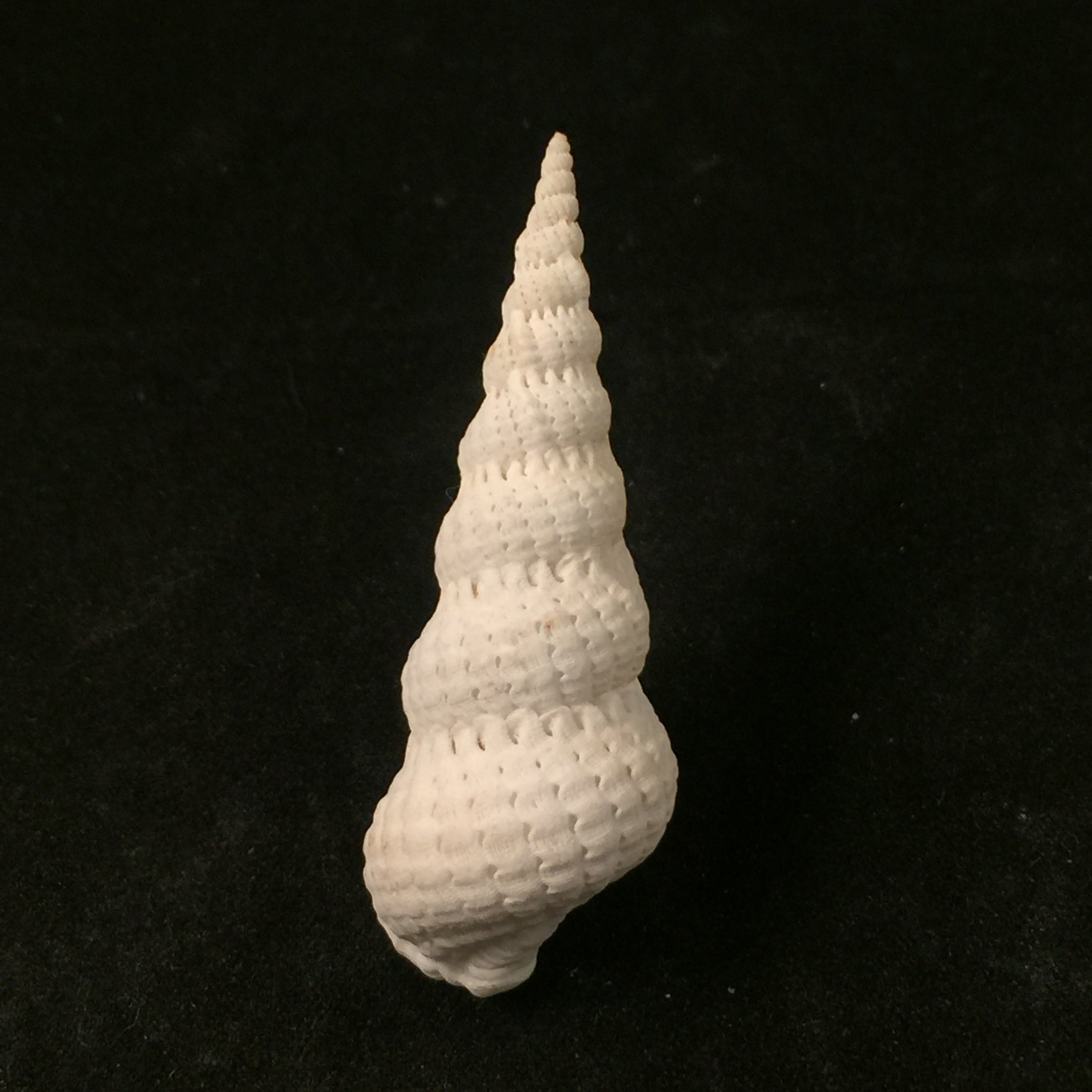 Cirsotrema varicosum (Lamarck, 1822) - 52,5毫米