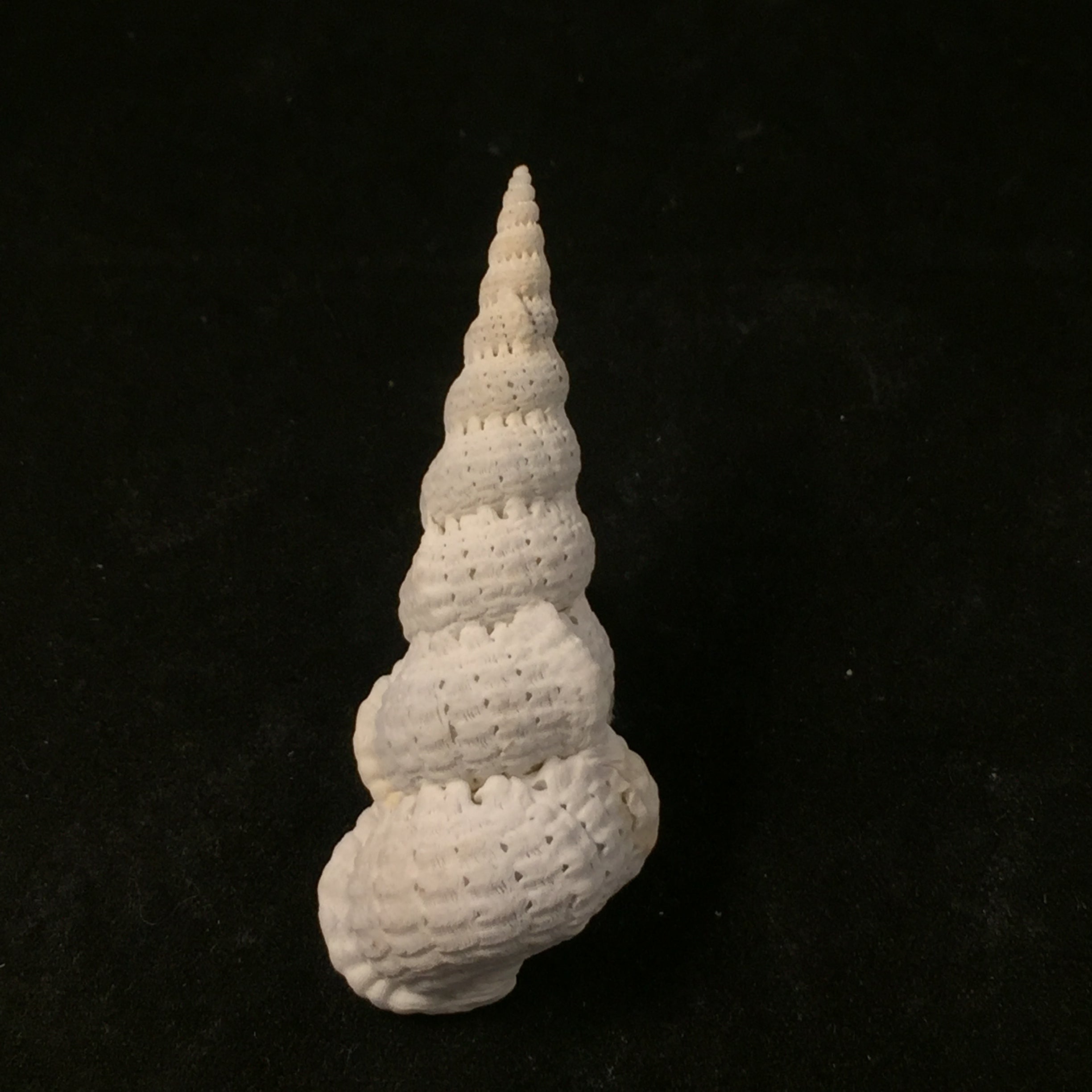 Cirsotrema varicosum (Lamarck, 1822) - 56,6毫米
