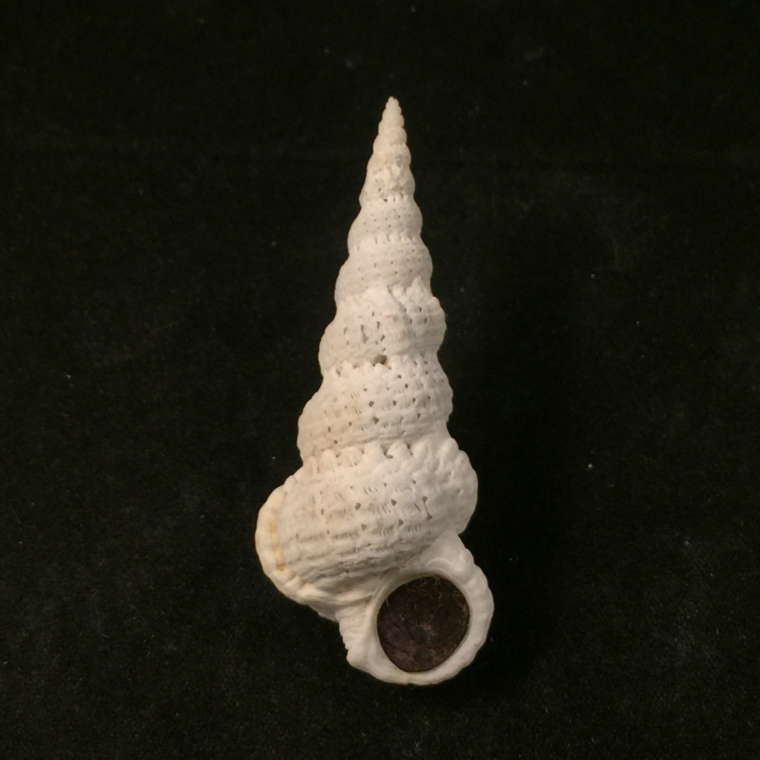 Cirsotrema varicosum (Lamarck, 1822) - 56,6毫米