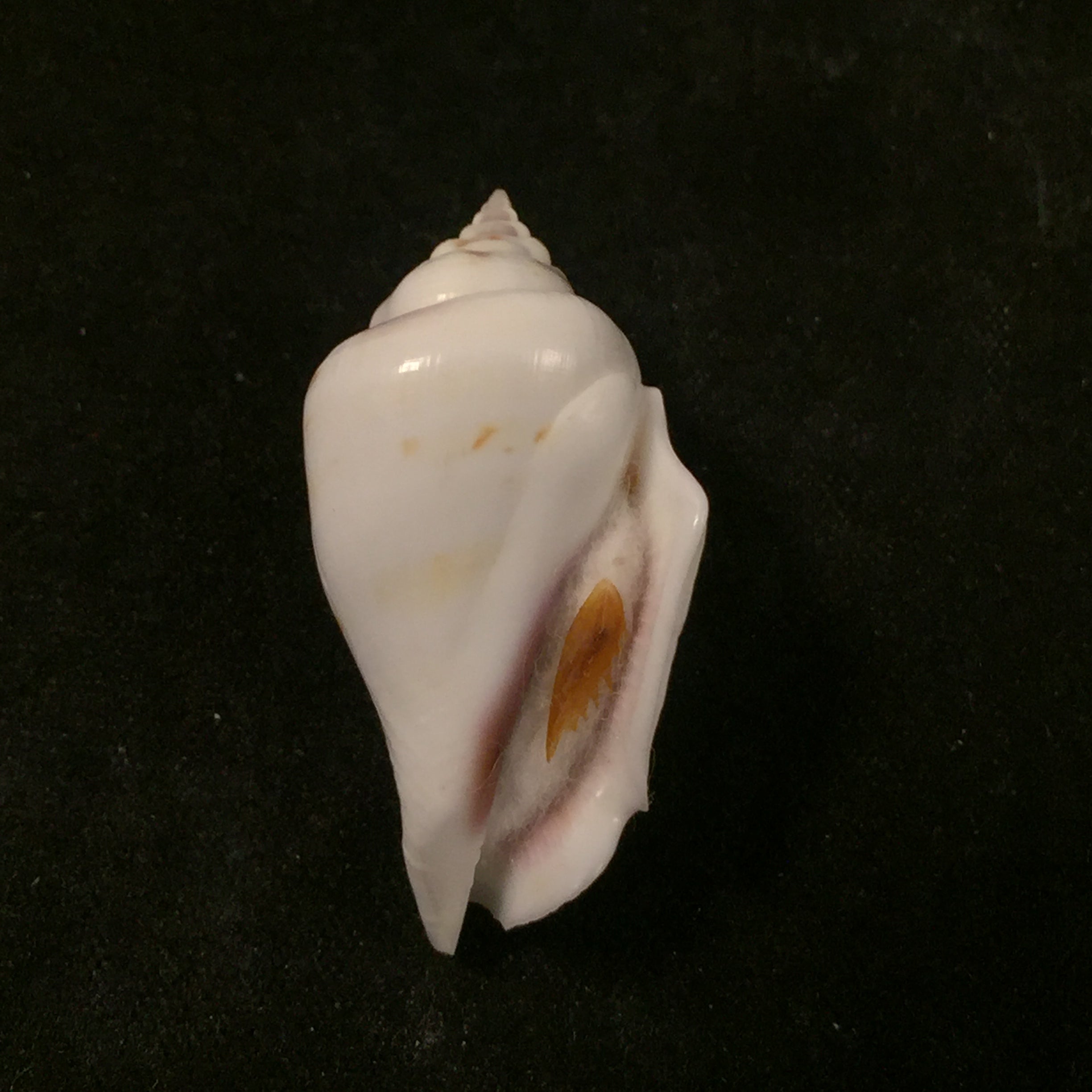 Gibberulus gibbosus (Röding, 1798) - 32mm