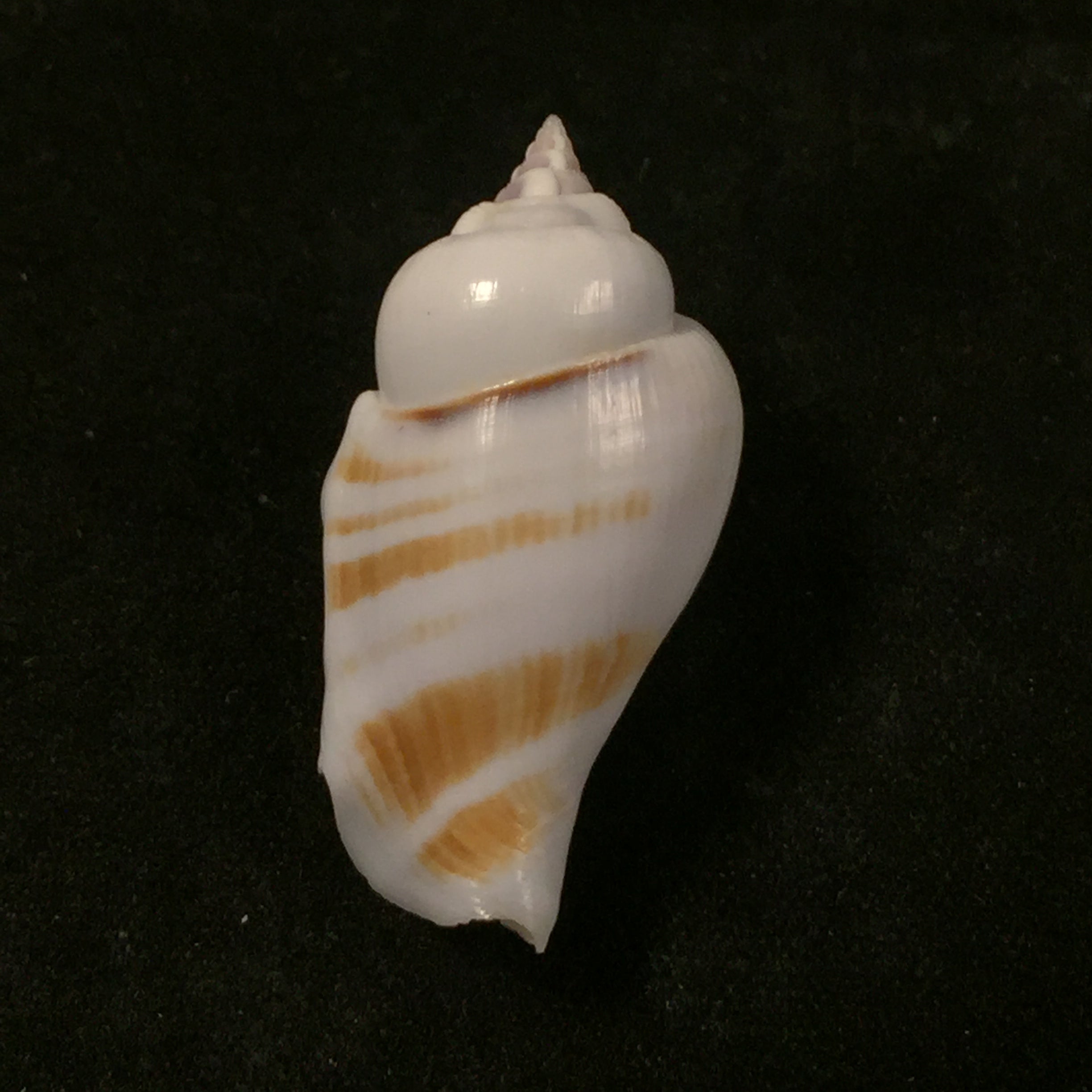Gibberulus gibbosus (Röding, 1798) - 29,8mm
