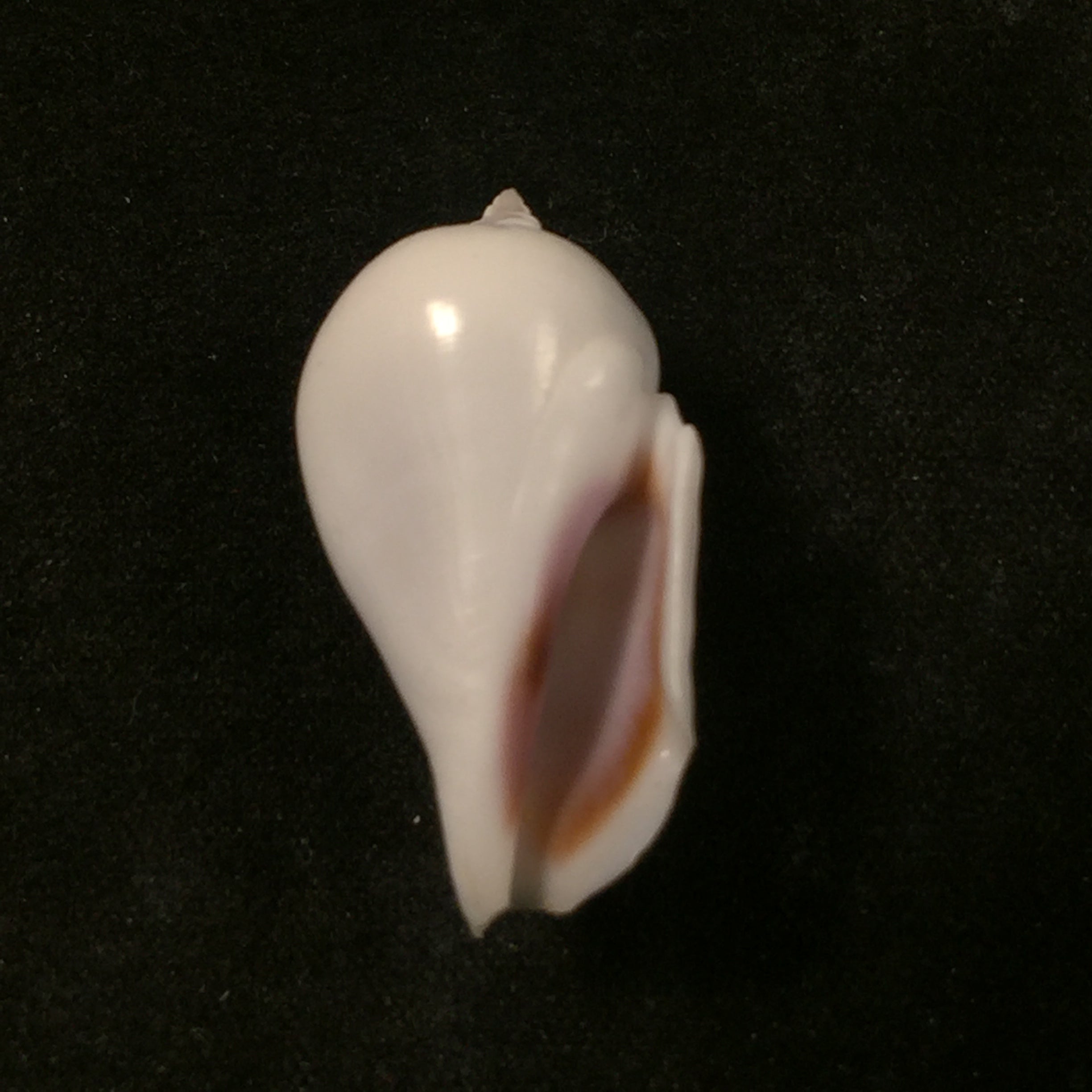 Gibberulus gibbosus (Röding, 1798) - 29,8mm