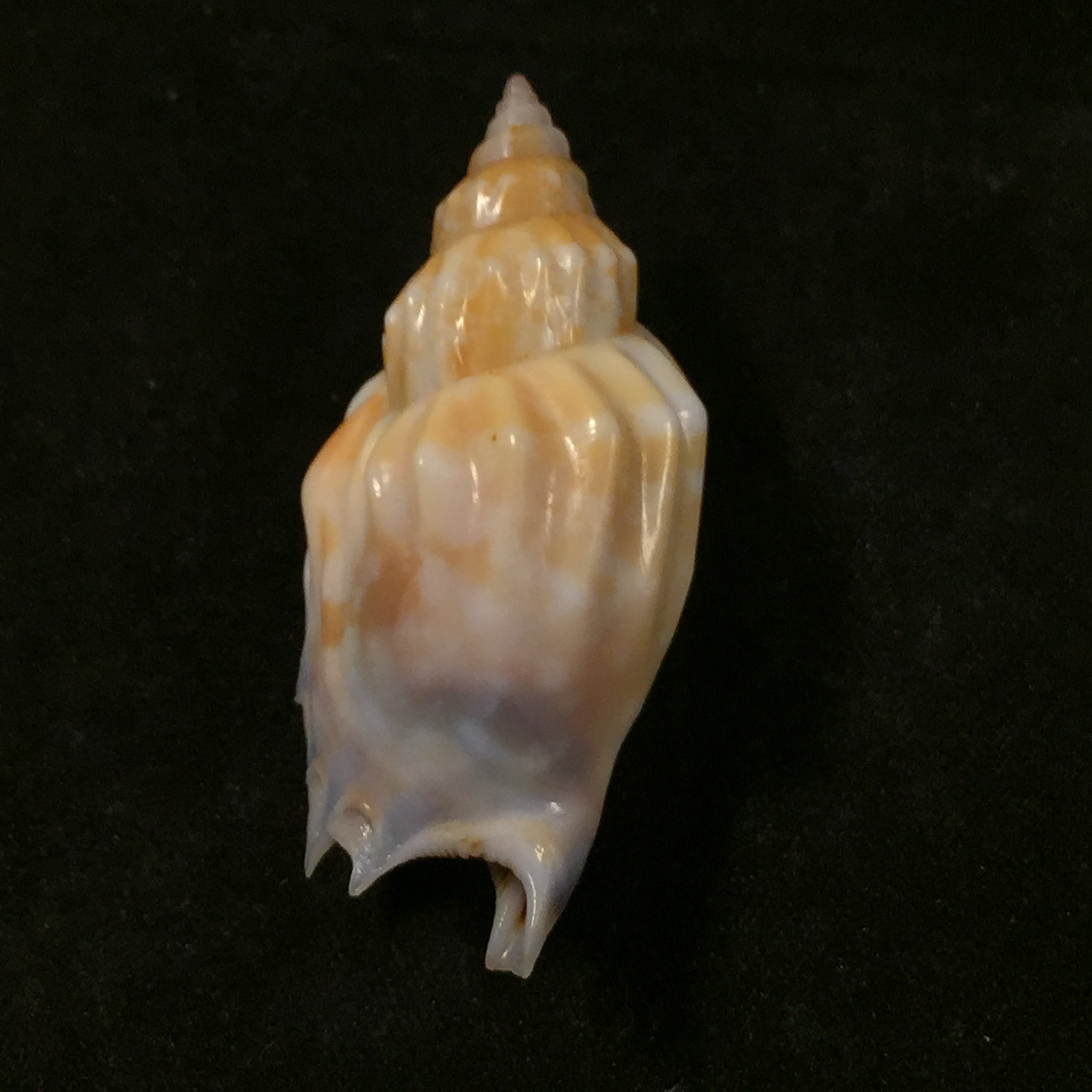 Tridentarius dentatus (Linnaeus, 1758) - 42,7mm