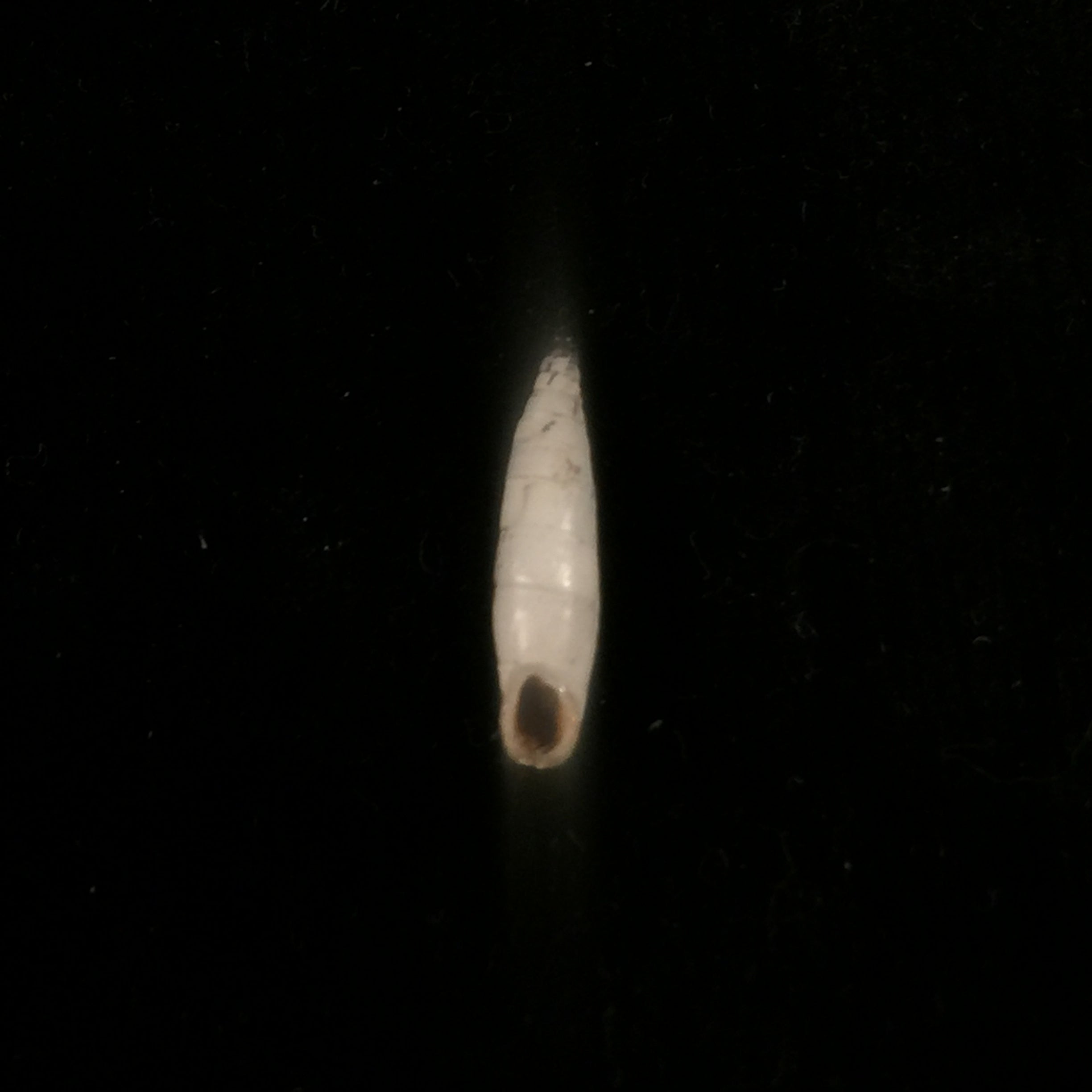 Albinaria turrita (L. Pfeiffer, 1850) - 16,5mm