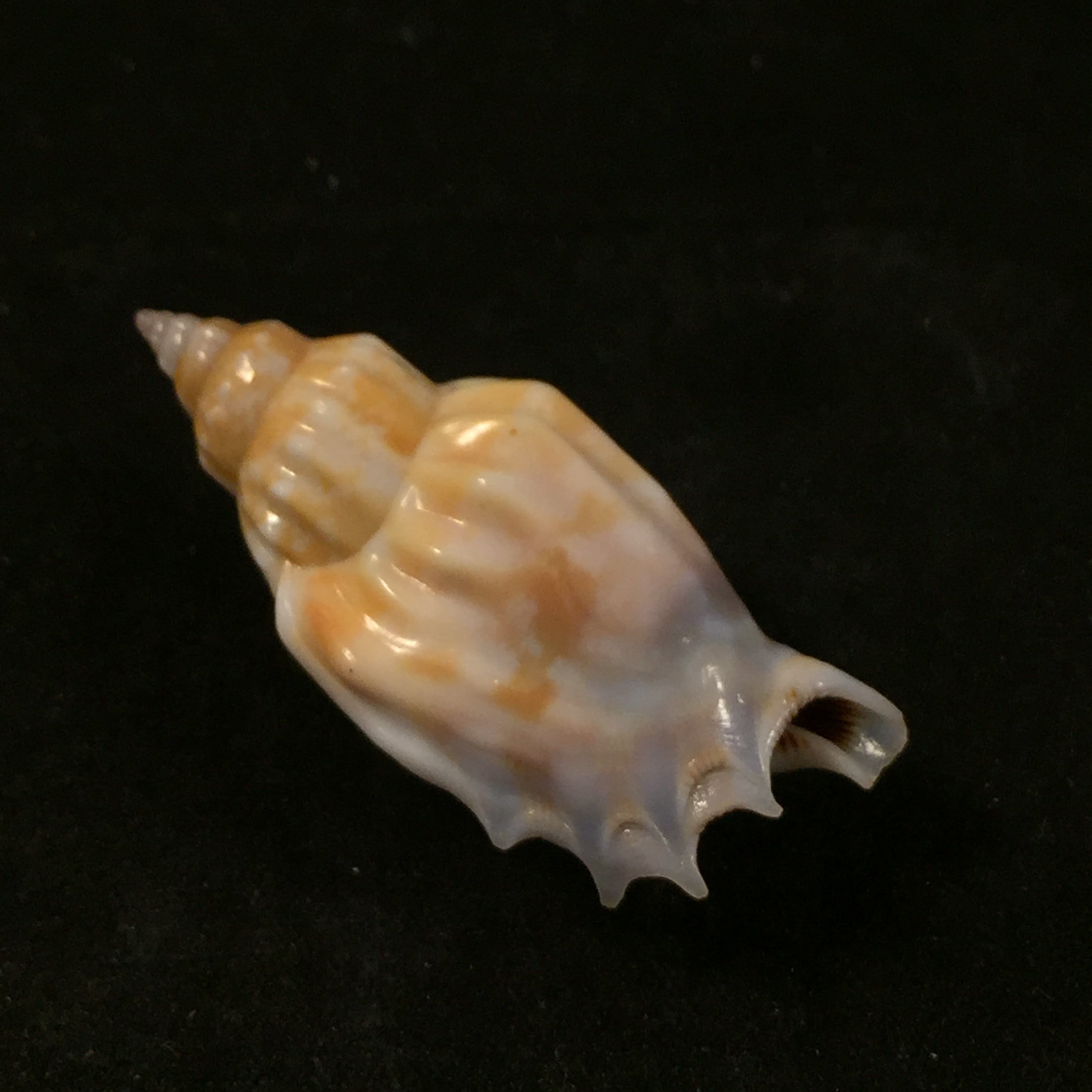 Tridentarius dentatus (Linnaeus, 1758) - 42,7mm